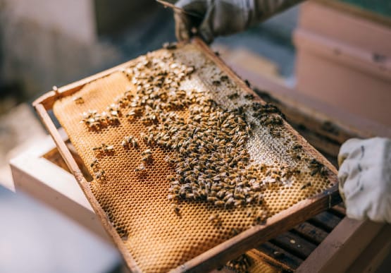 South Australia must lift its biosecurity game