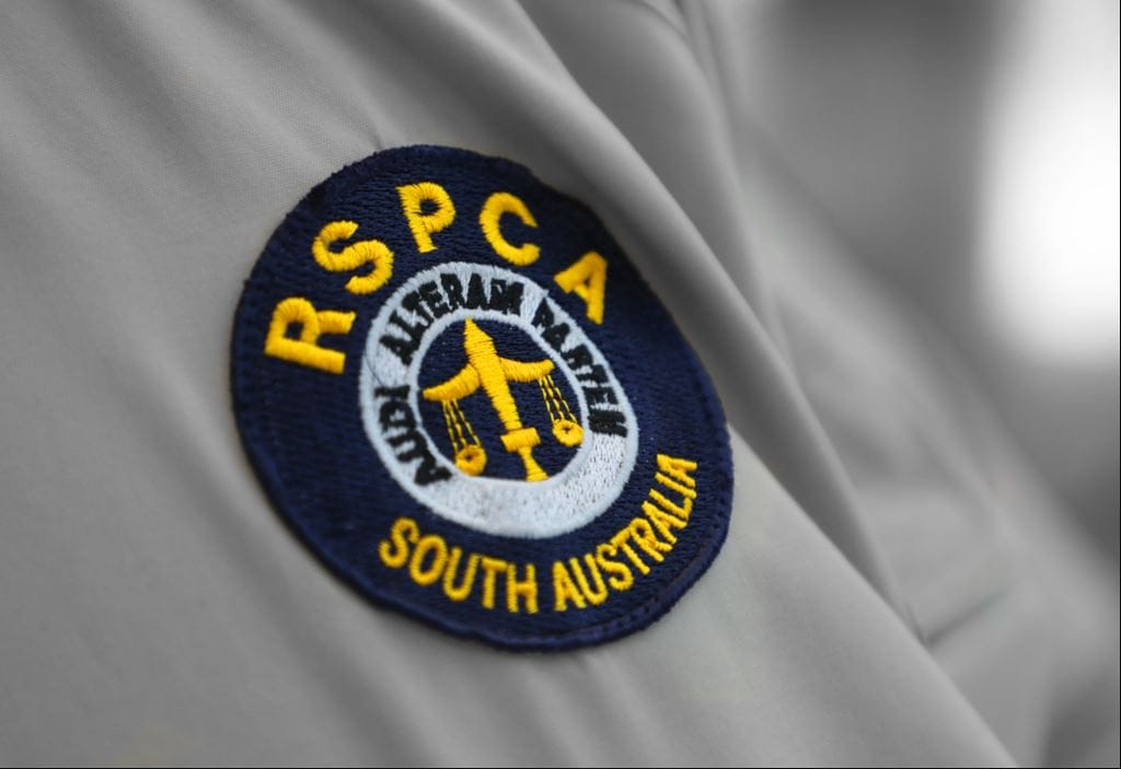 Animal cruelty offenders get suspended prison sentence