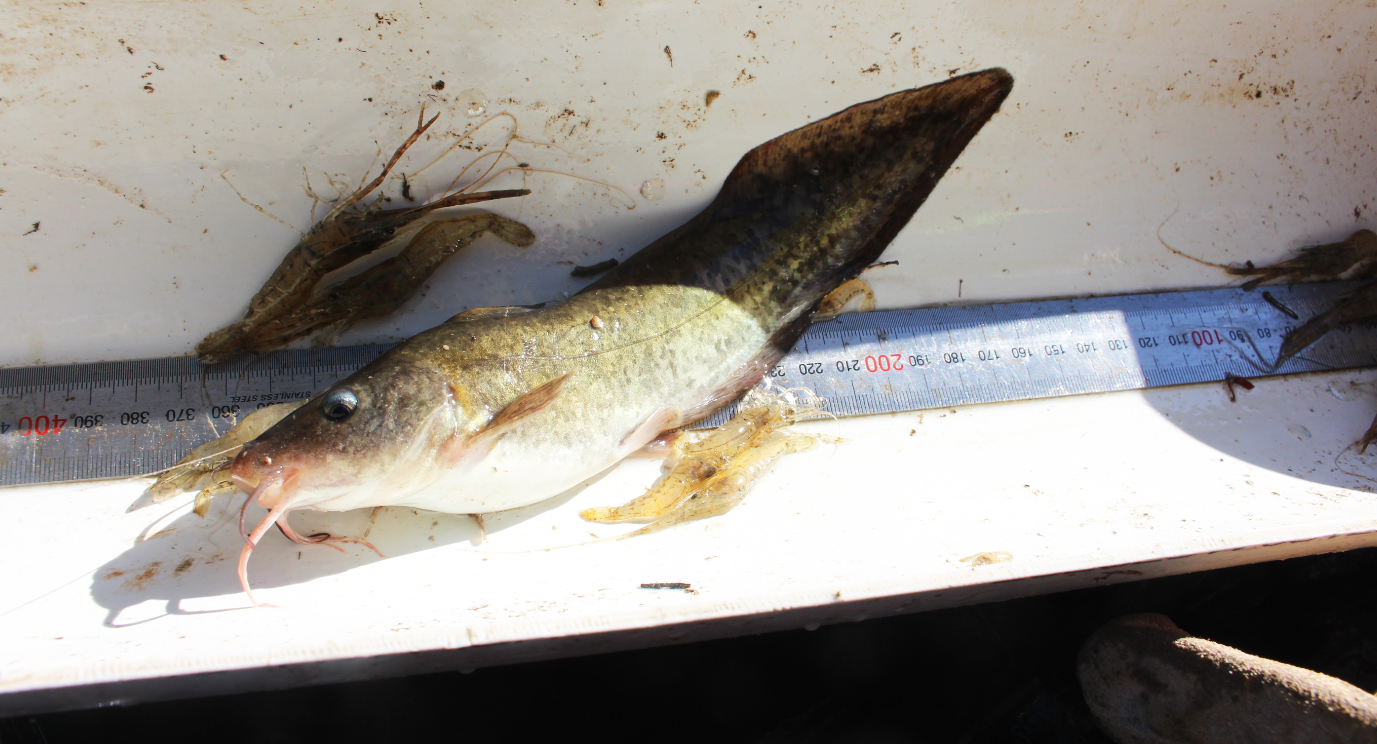 Perch and catfish found in local creek