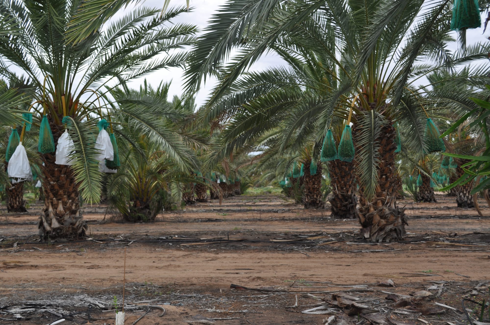 New biosecurity bill to protect SA’s agriculture industry