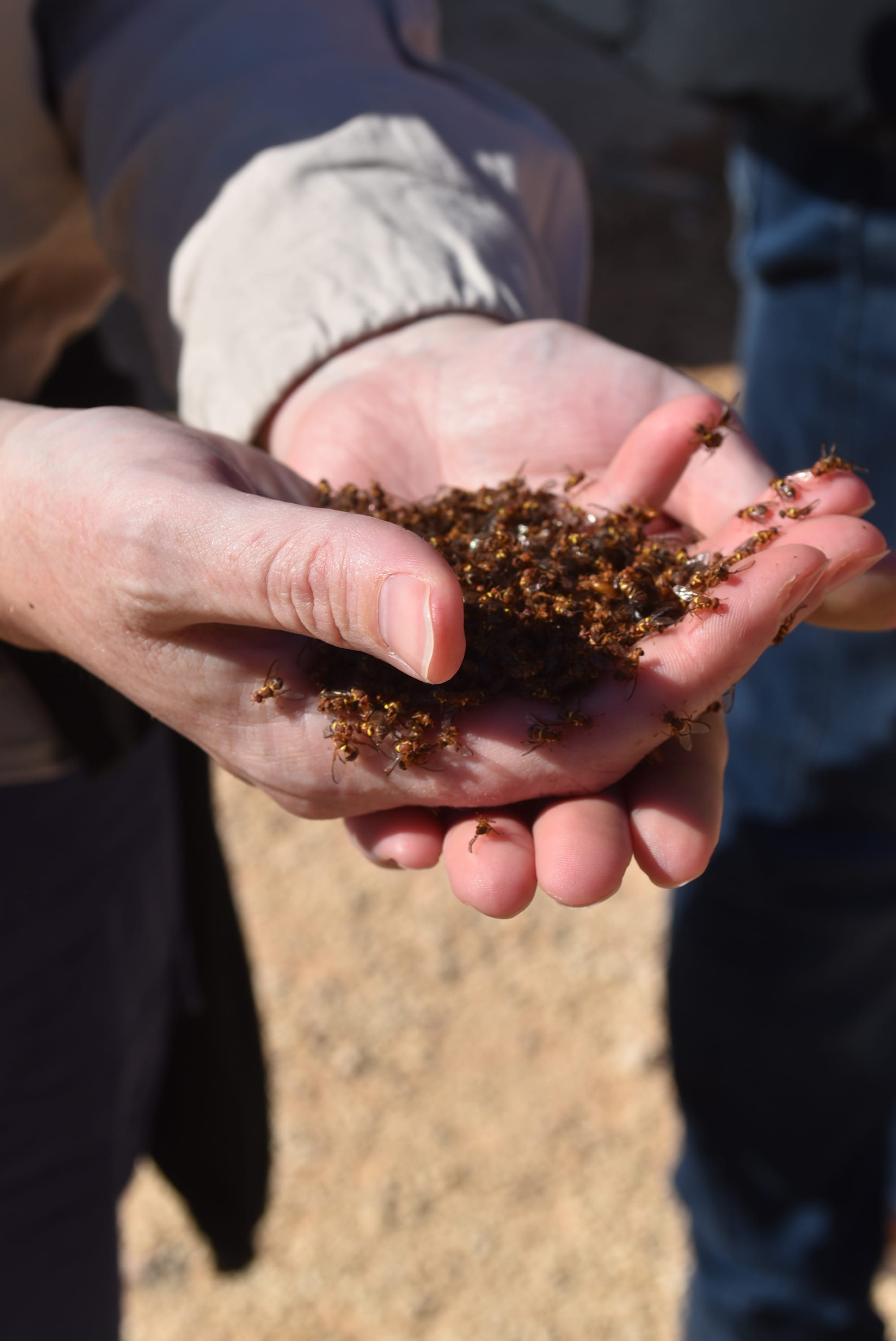 Fruit fly, financial counselling boosted in budget