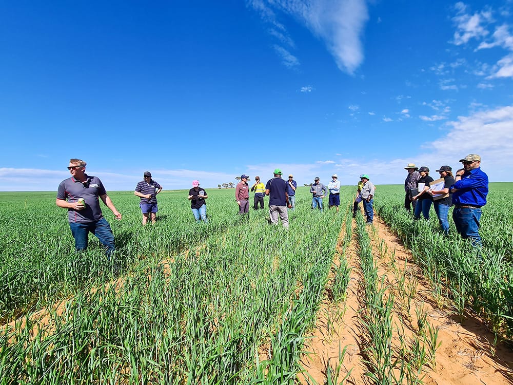 Field Day provides new farming insights for Riverland producers