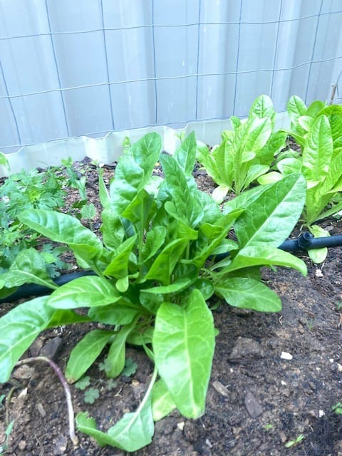 The Fair Weather Gardener