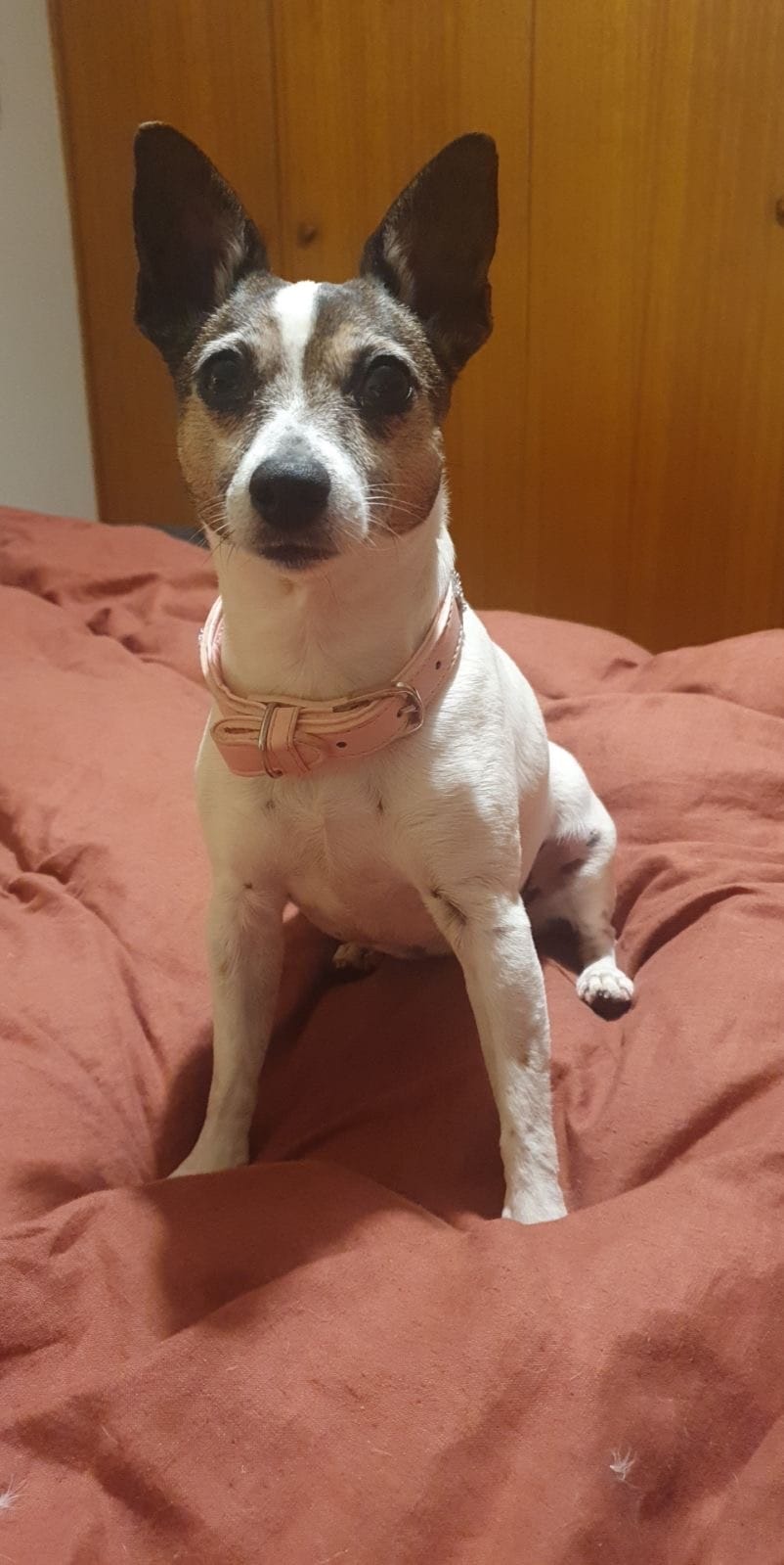 Pet name passwords a purr-fect target for crime