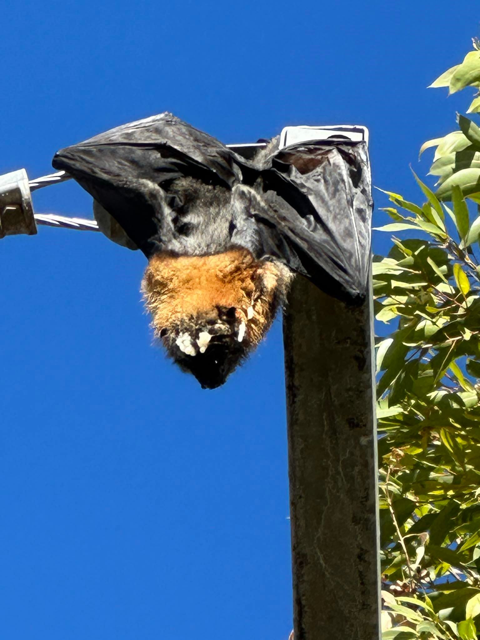 Fruit bats venturing to the Riverland for food