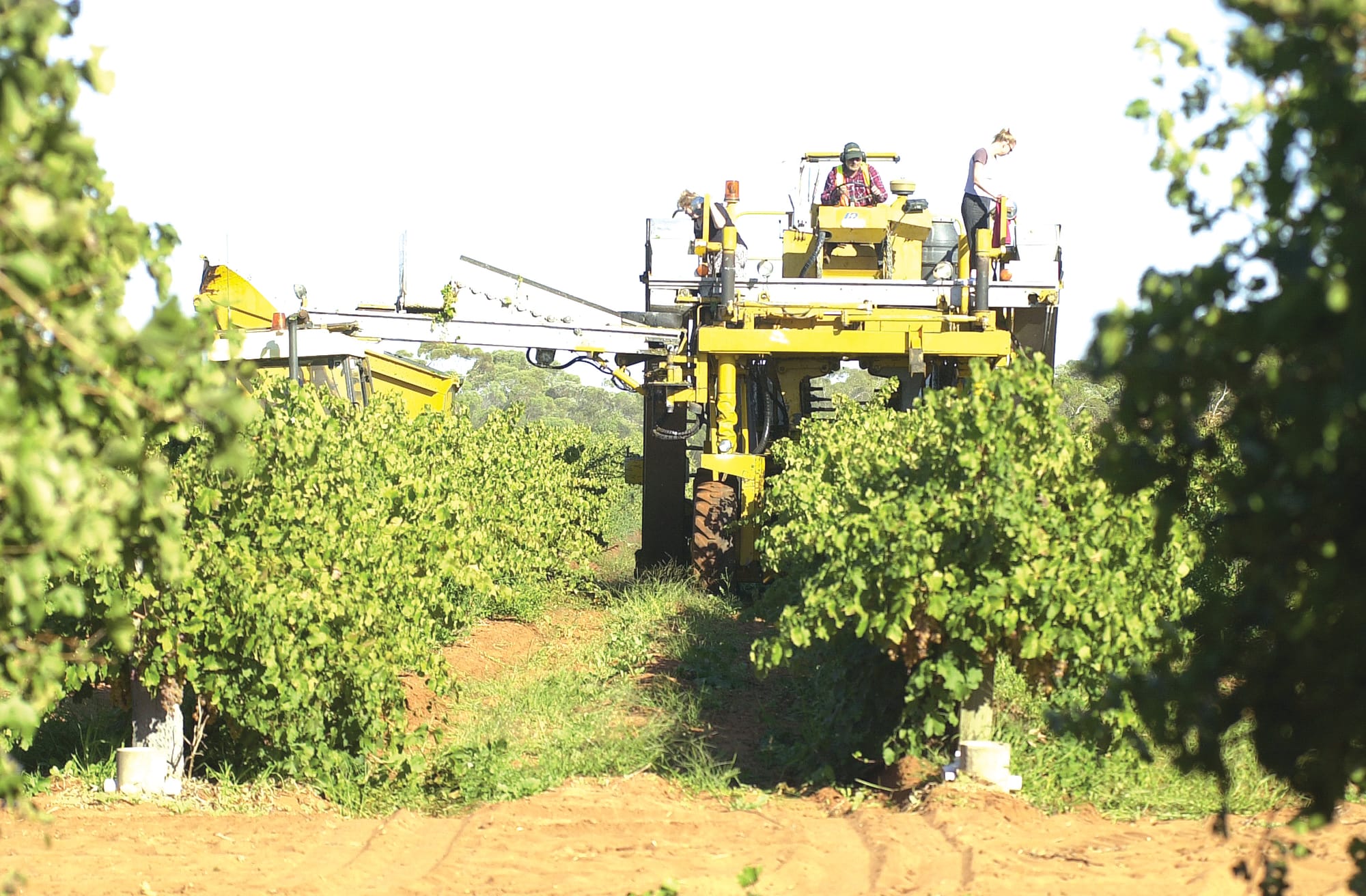 Waikerie again in top 10 agriculture towns
