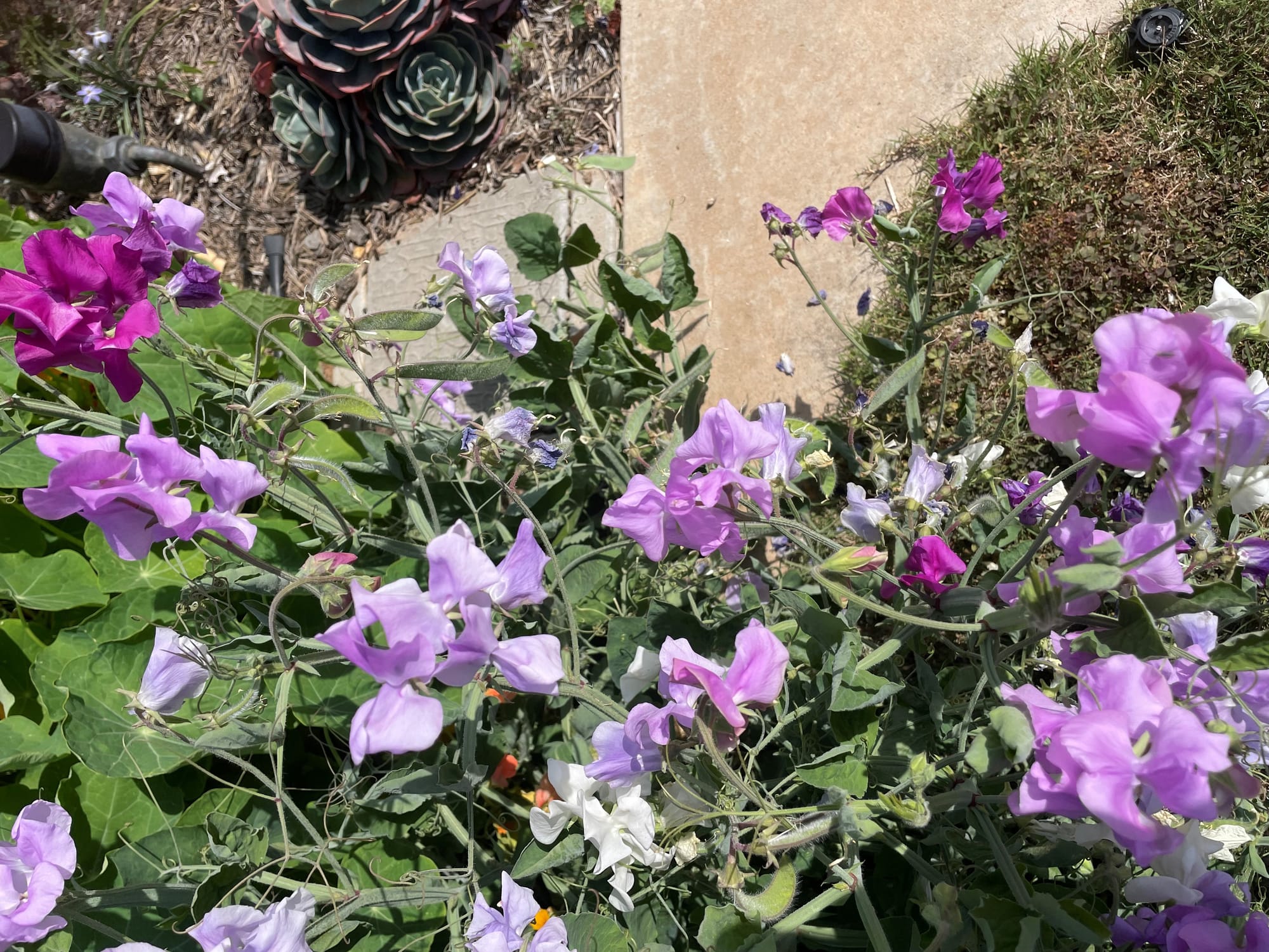 The Fair Weather Gardner