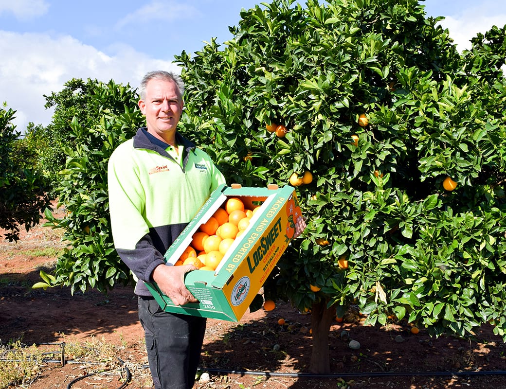 Quality high, but exports unknown