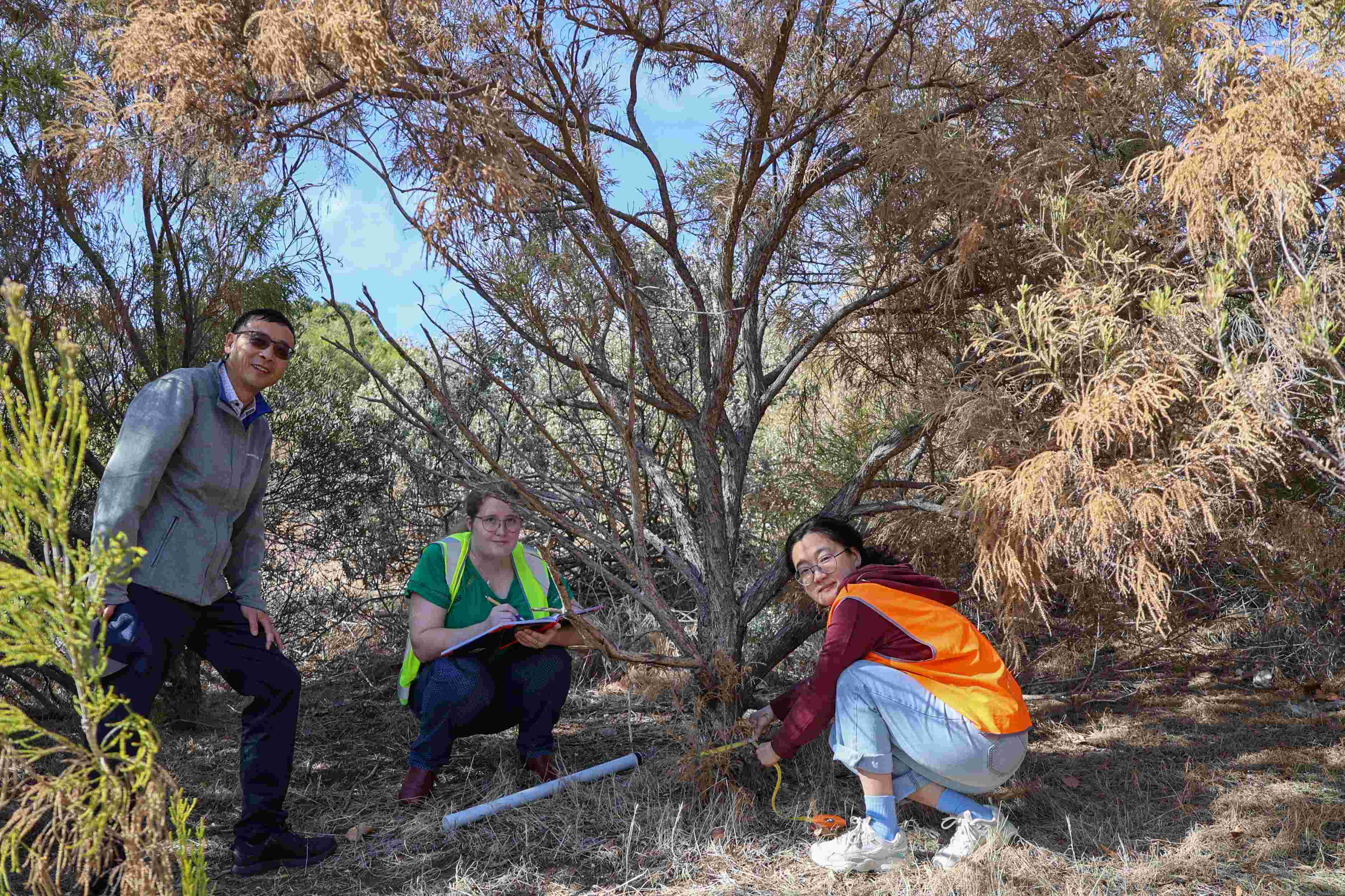 Riverlanders asked to report dying trees