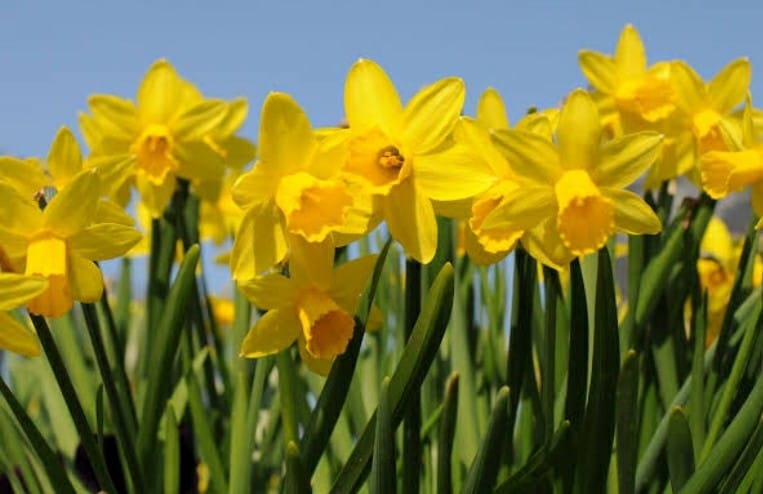 The Fair-Weather Gardener column