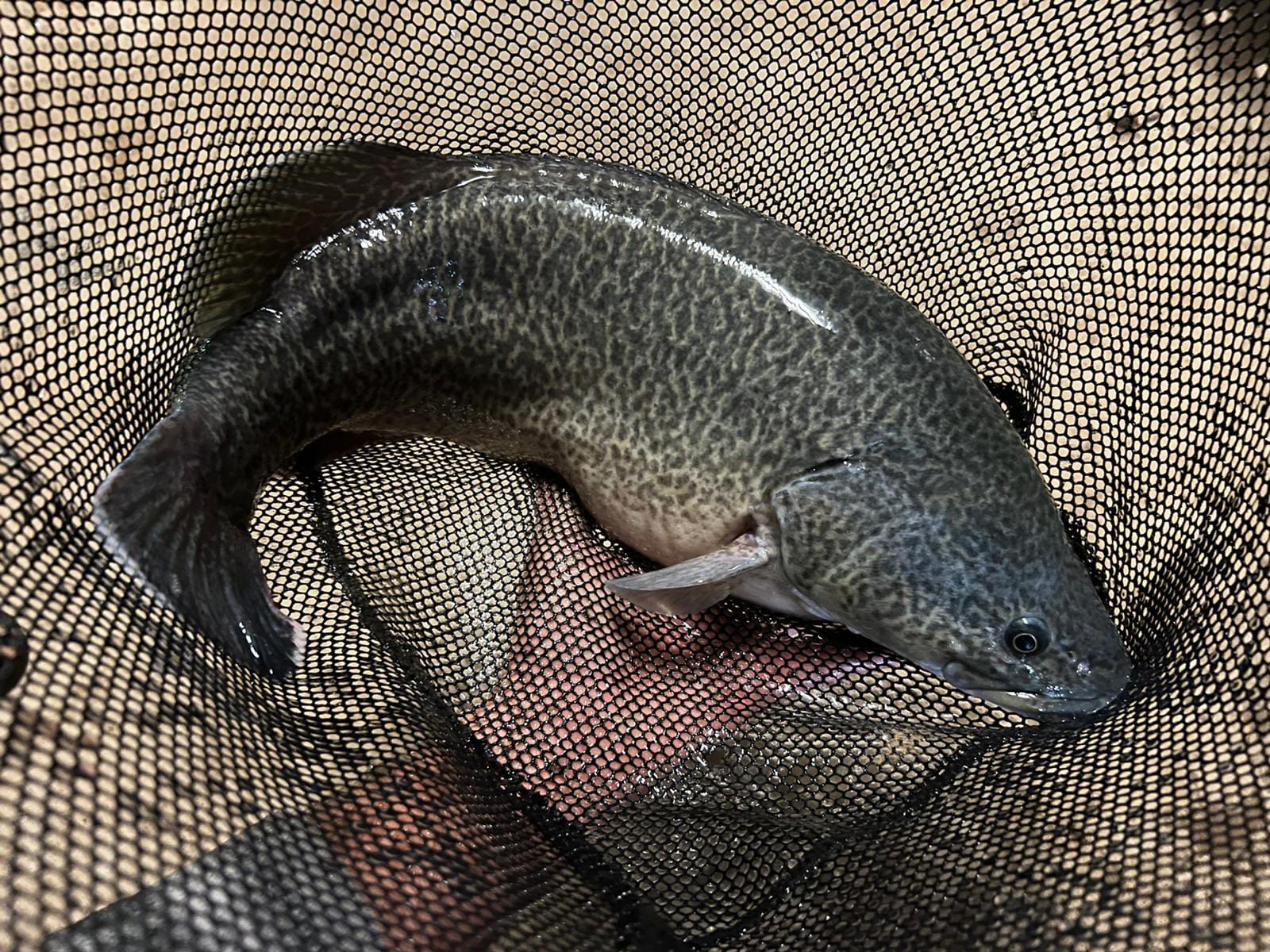 Iconic species found in Bookmark Creek