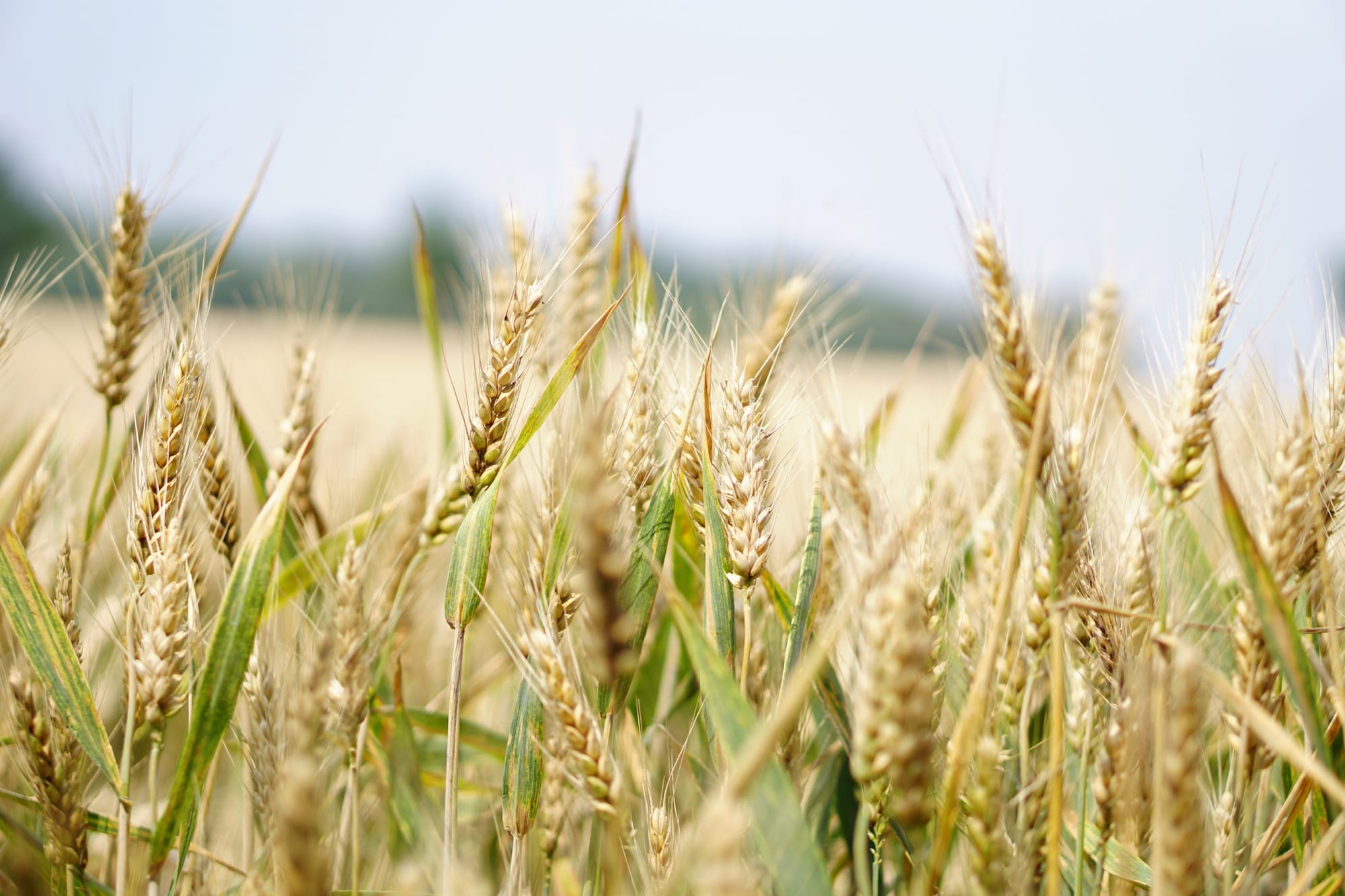 Grain producers invited to join policy committee