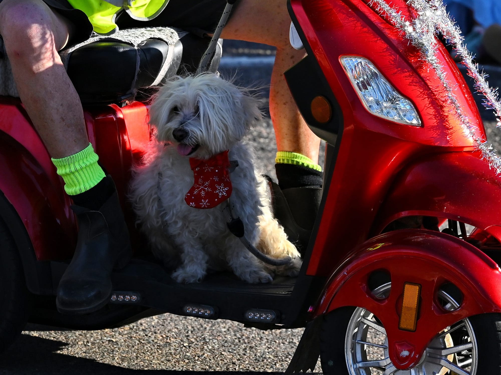 Fur Real? Australia Post rollouts new dog deterrent