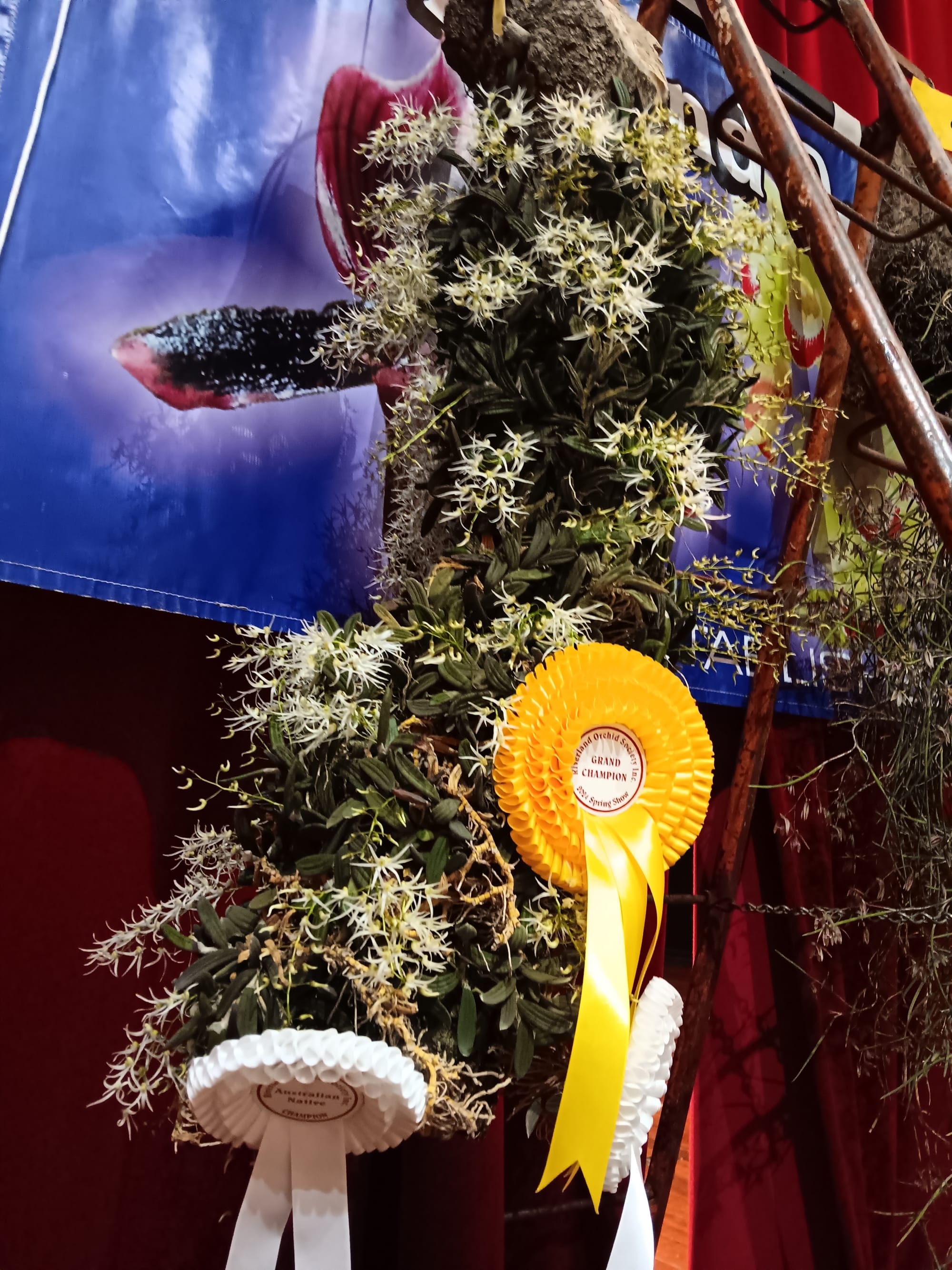 Natives showcased at Annual Orchid Spectacular