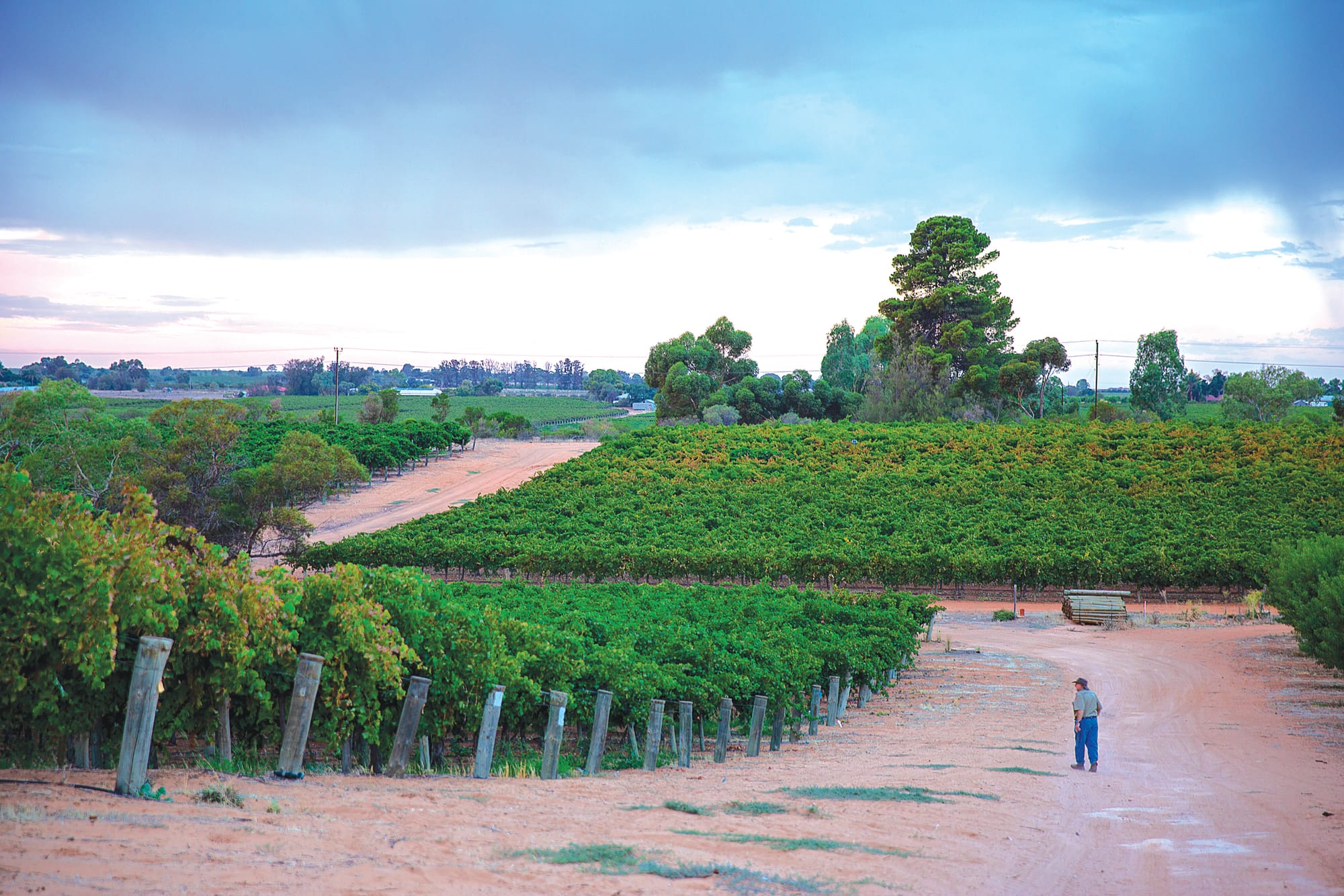 Growers to vote on Accolade’s $4000 per hectare offer