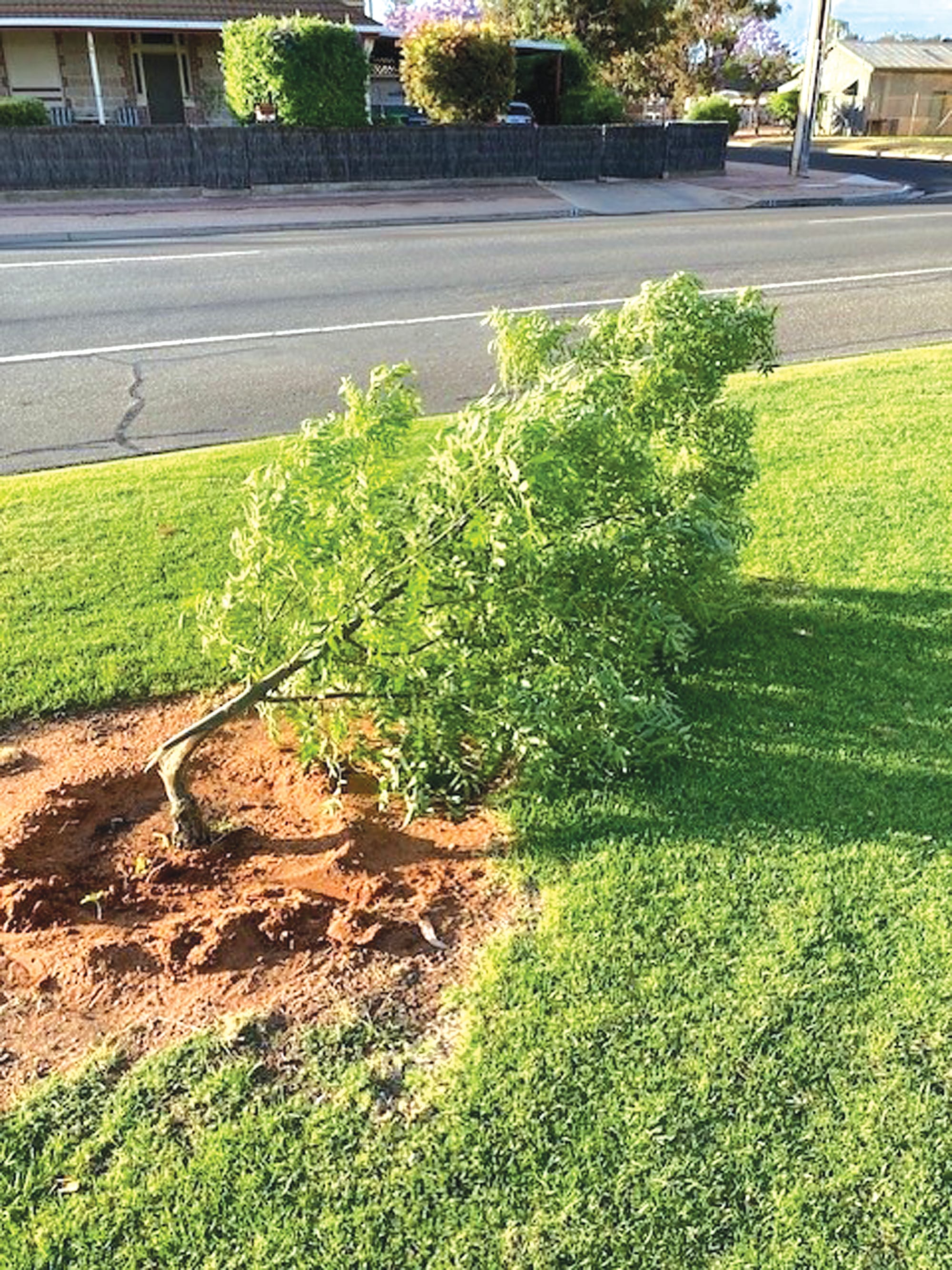 Trees trashed on Renmark riverfront