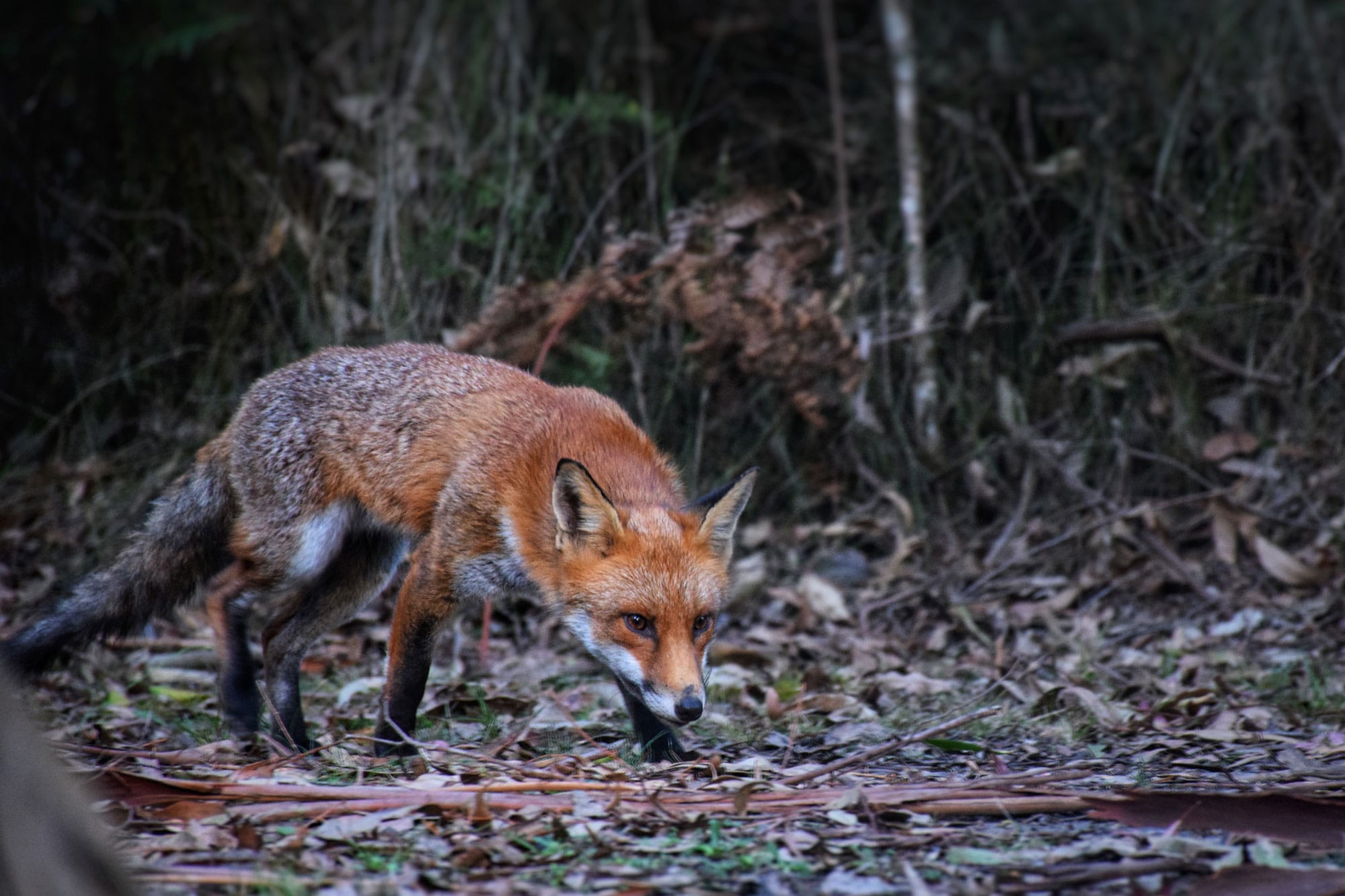 State fox program going strong