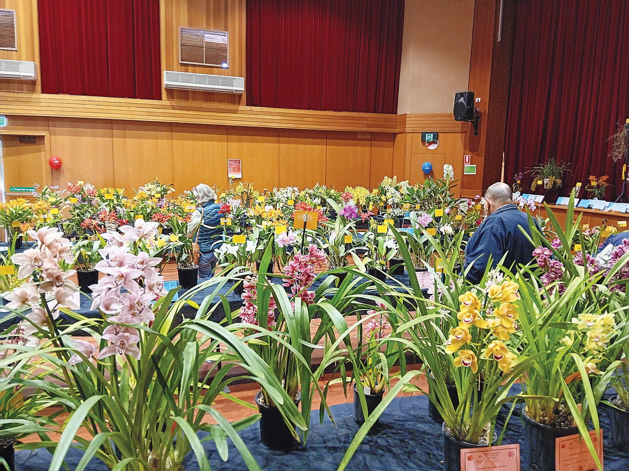 Pots a plenty for weekend Annual Orchid Spectacular