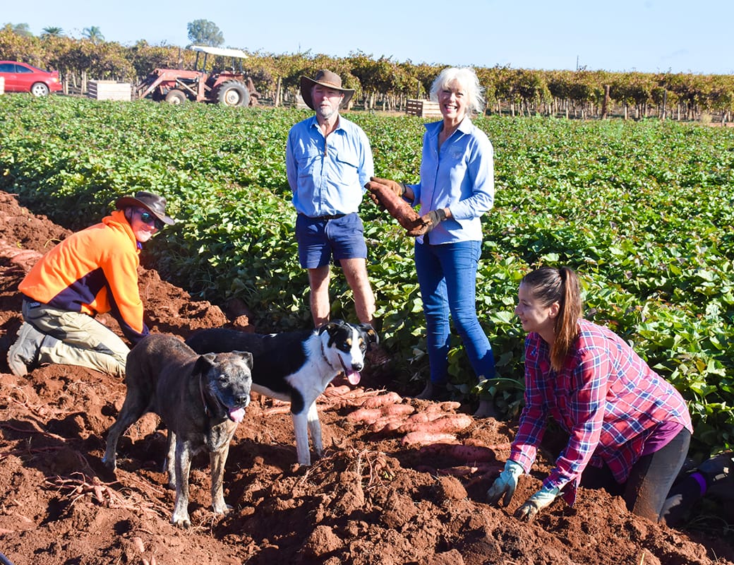 Livin’ the sweet (potato) life