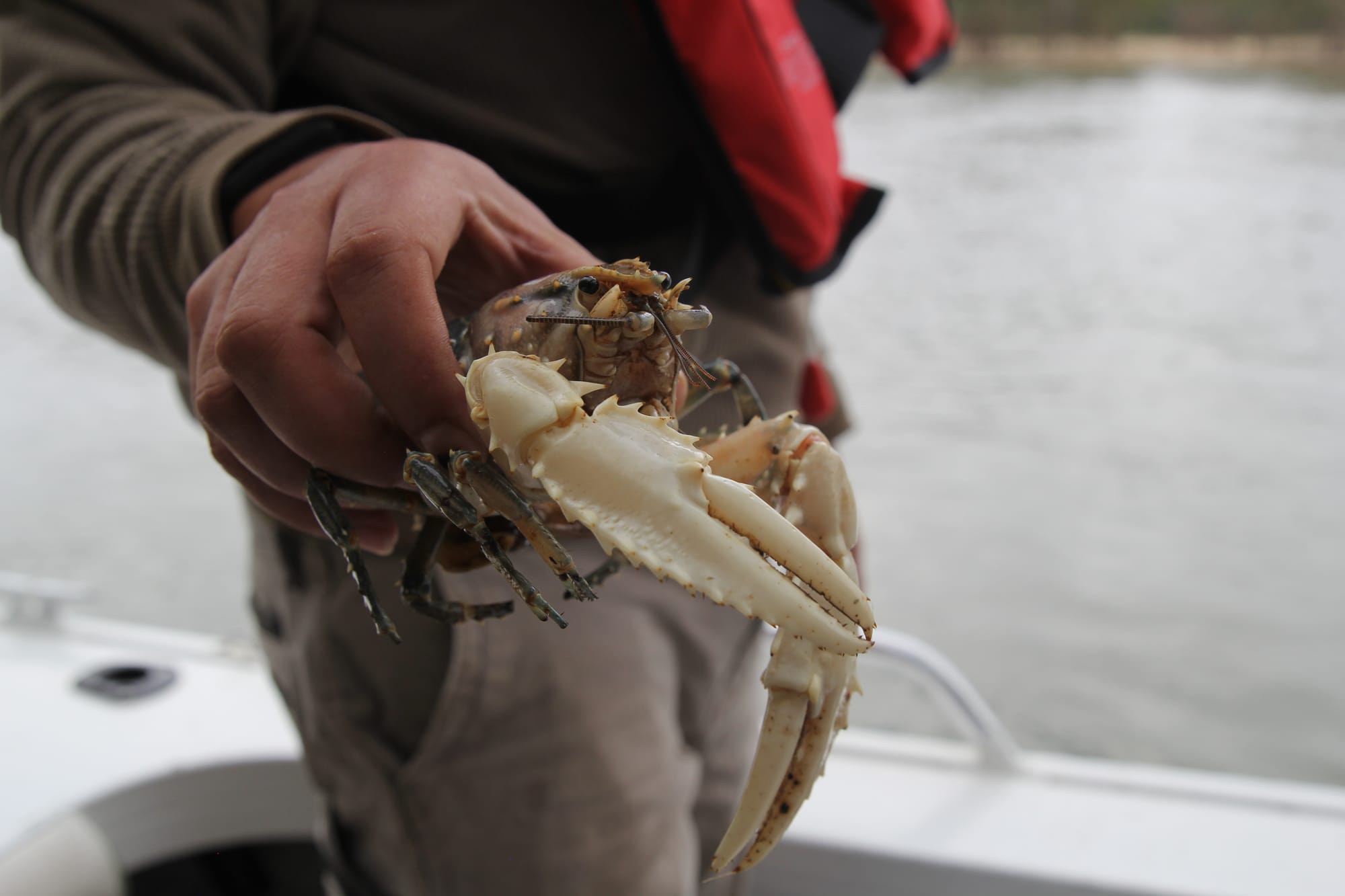 Released Murray Crayfish “thriving” in the wild