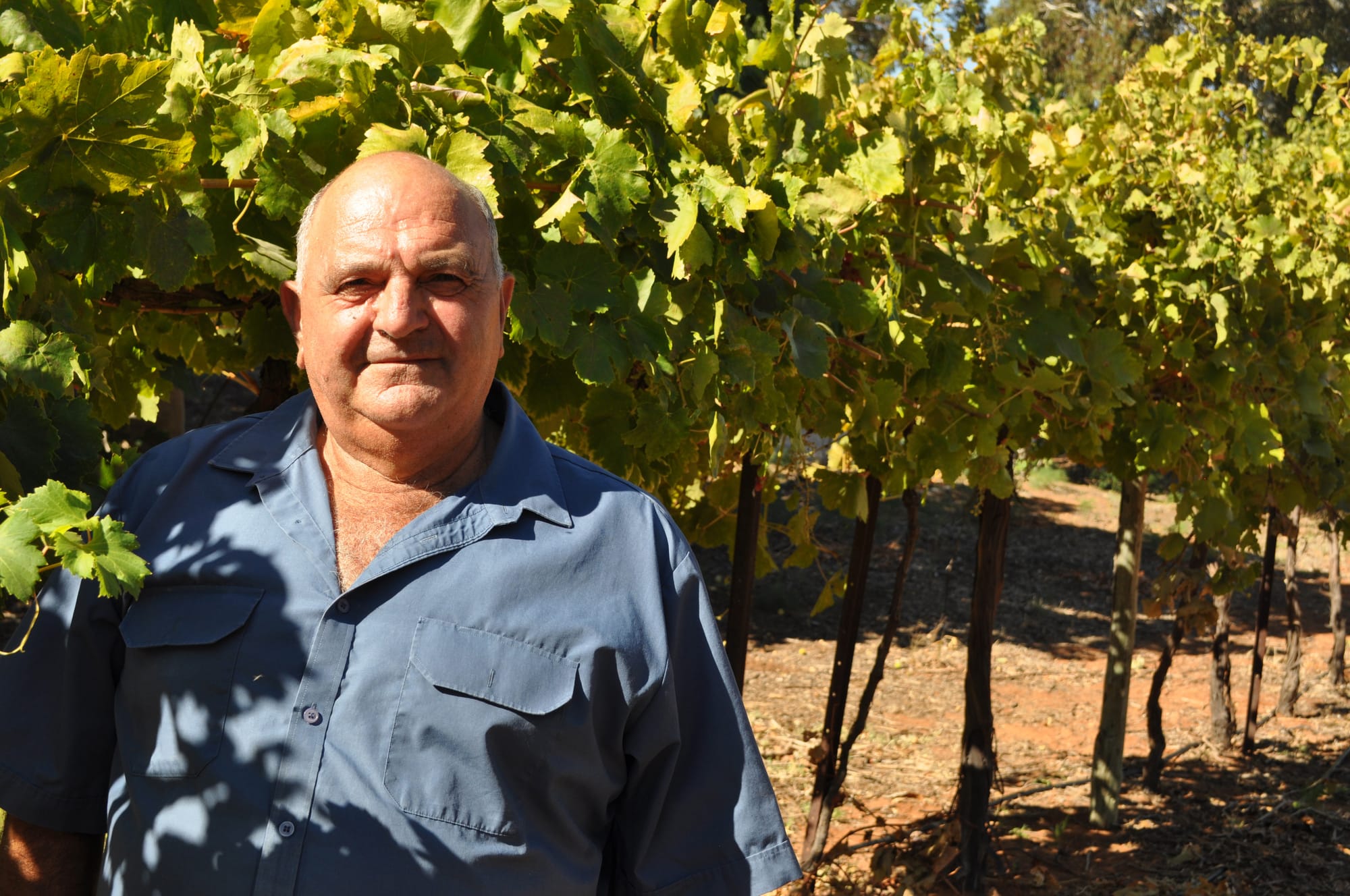 Help needed for ‘overwhelmed’ grape growers