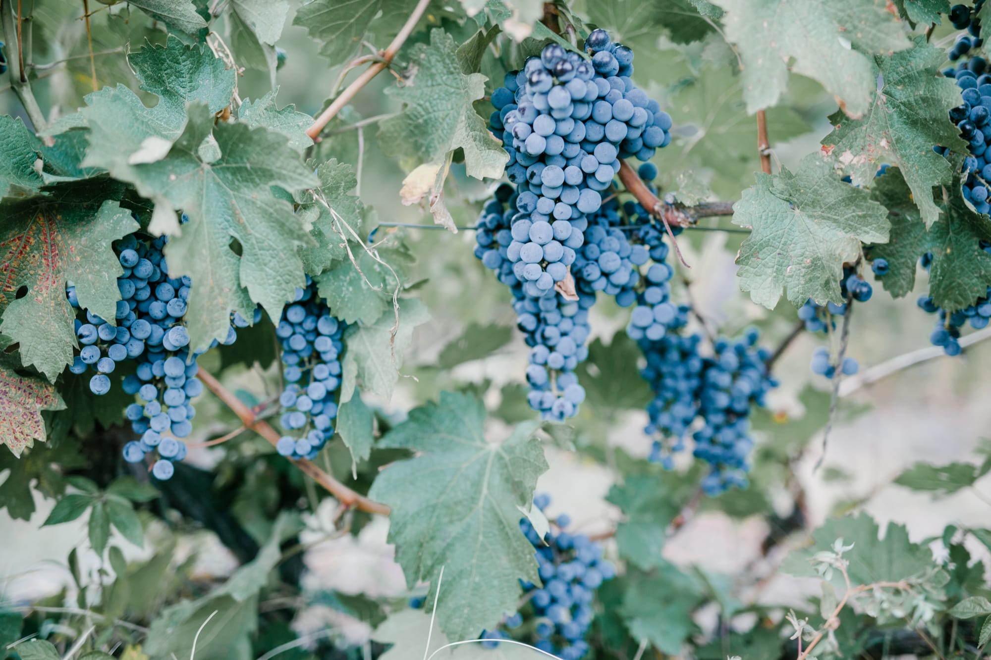 Wine industry’s future strategy discussed by new committee