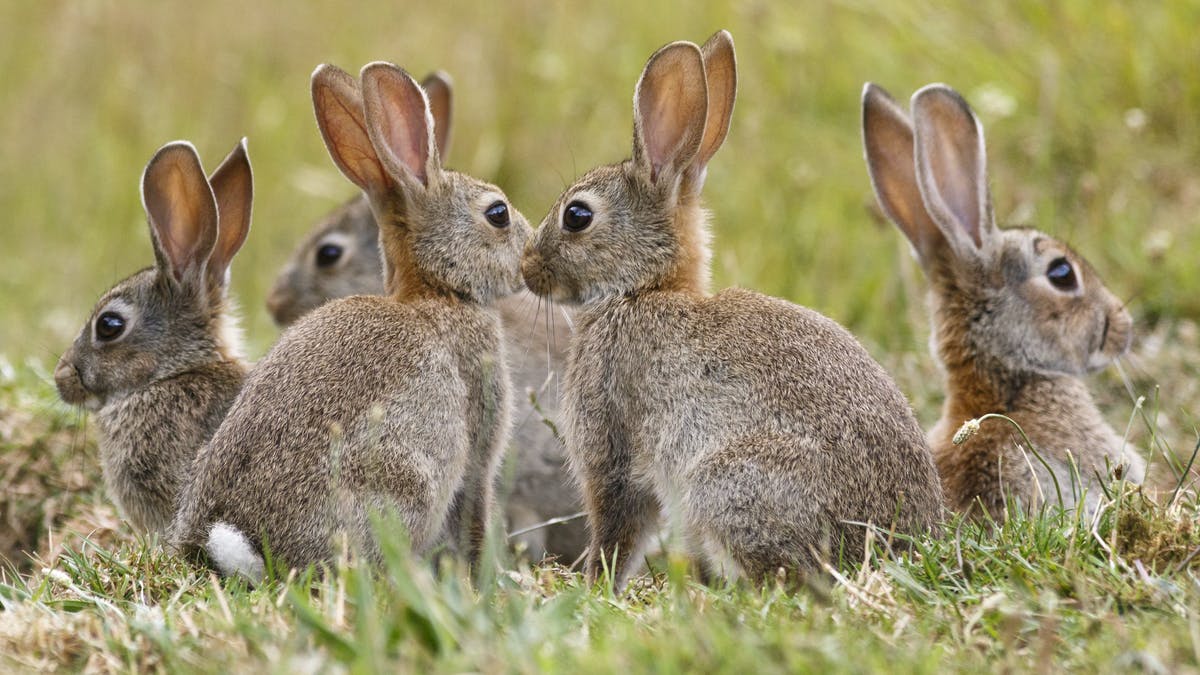 CSIRO rabbit survey needs you