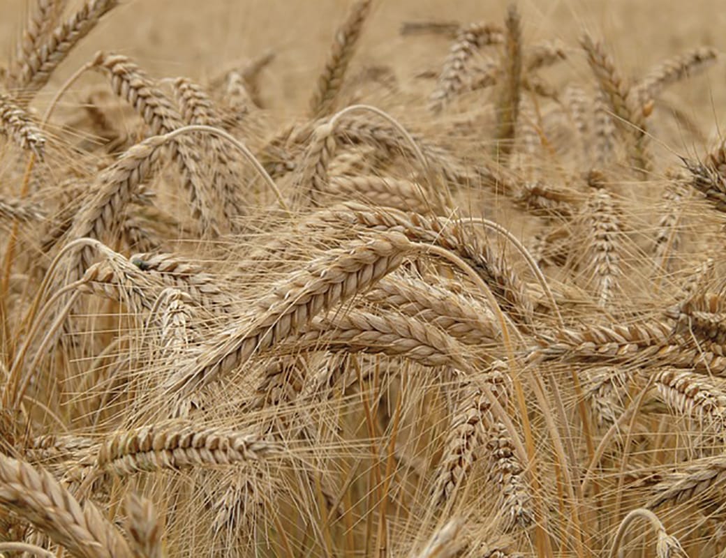 Berri Barmera Council consults community about GM crop decision