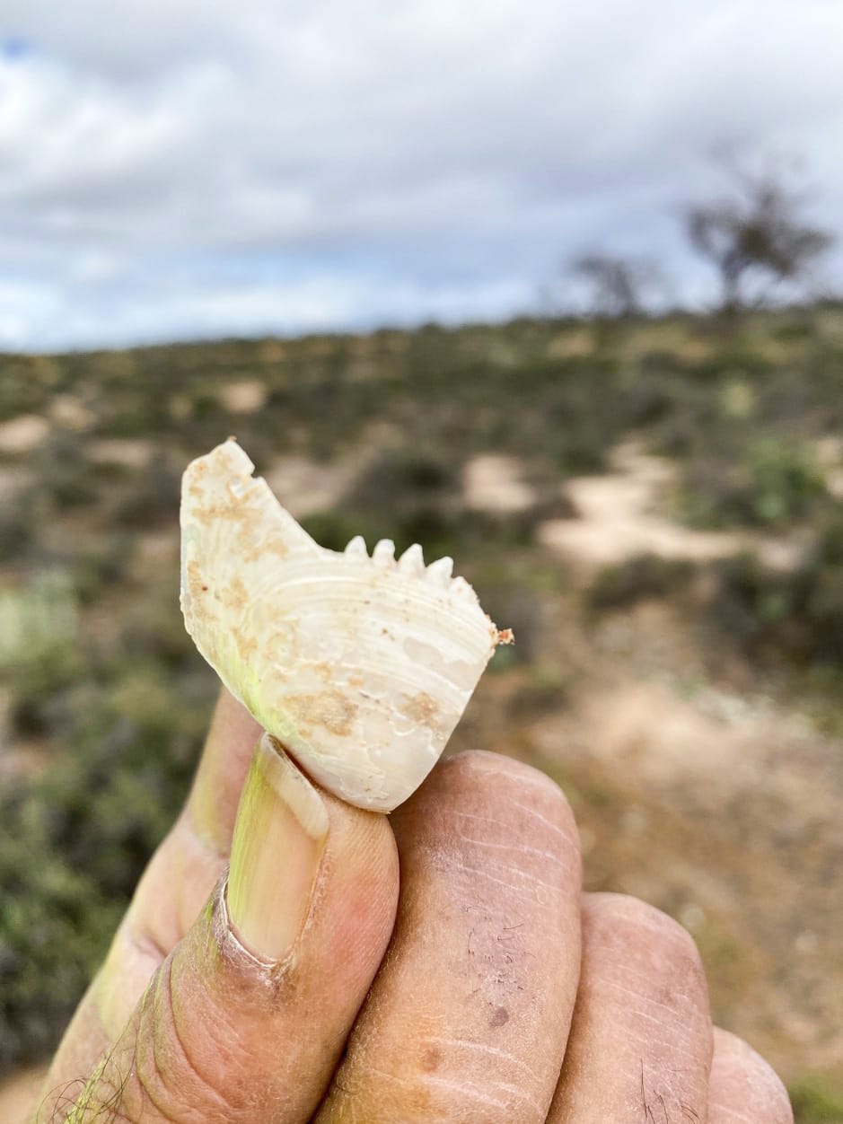 Shell shocked: indigenous artefacts found in Renmark