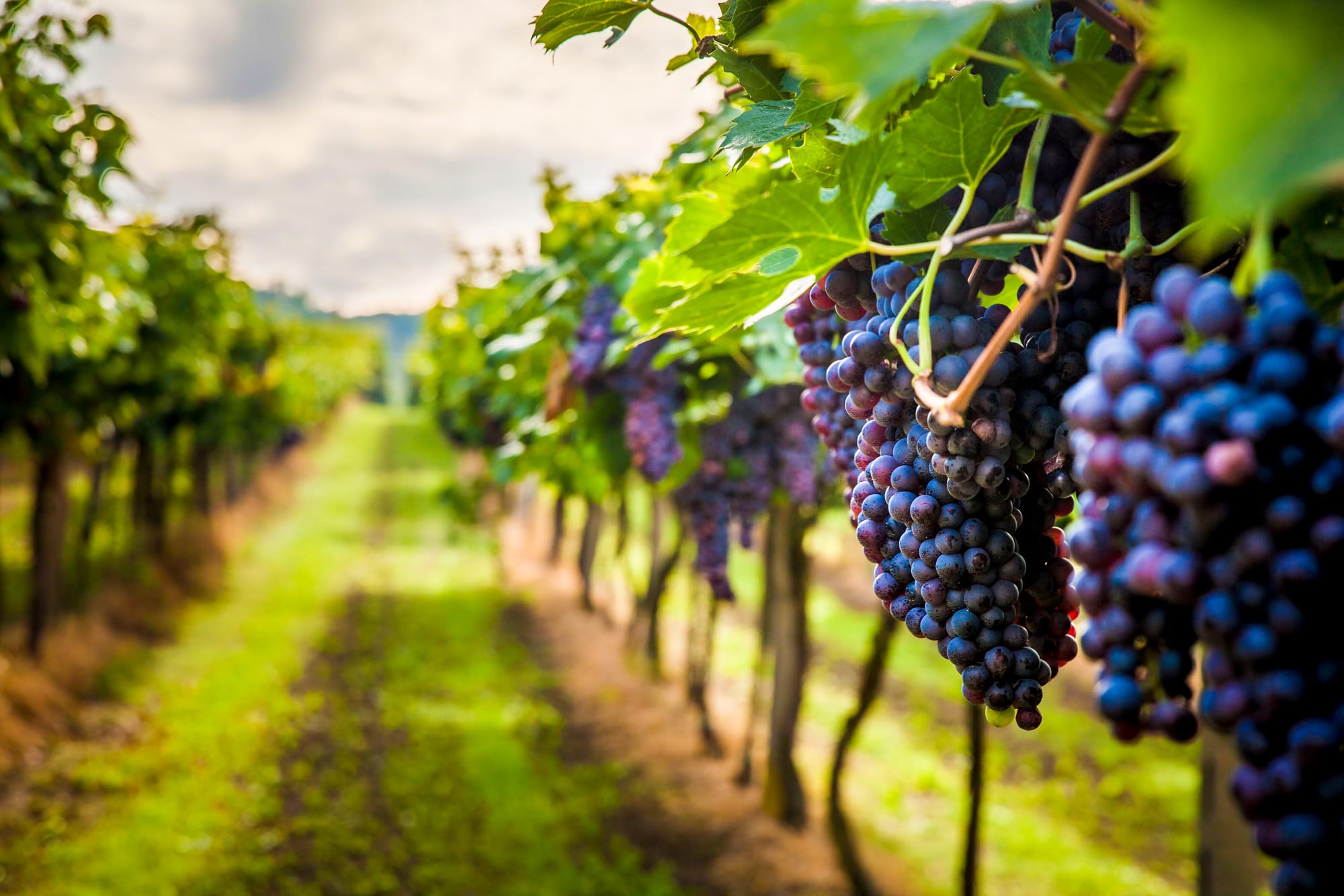 Grape growers preparing for ‘devastating’ frost damage