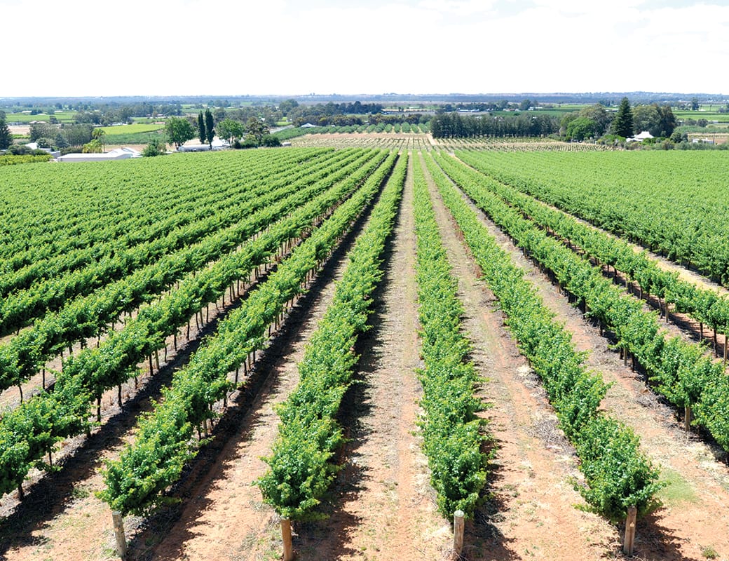 More good news for Riverland irrigators... 94 per cent and heading to 100
