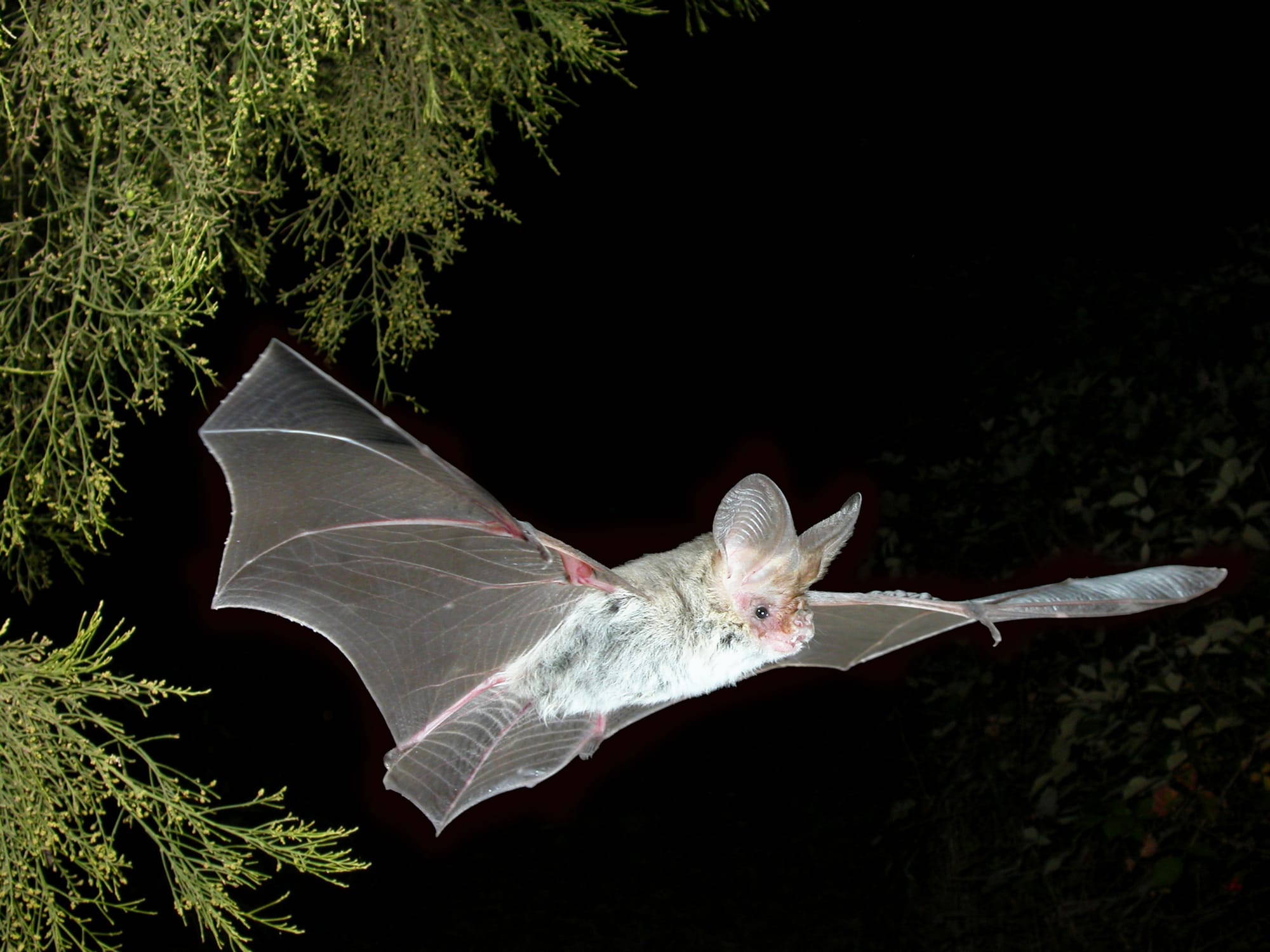 Ultrasonic sound detects bats in Chowilla