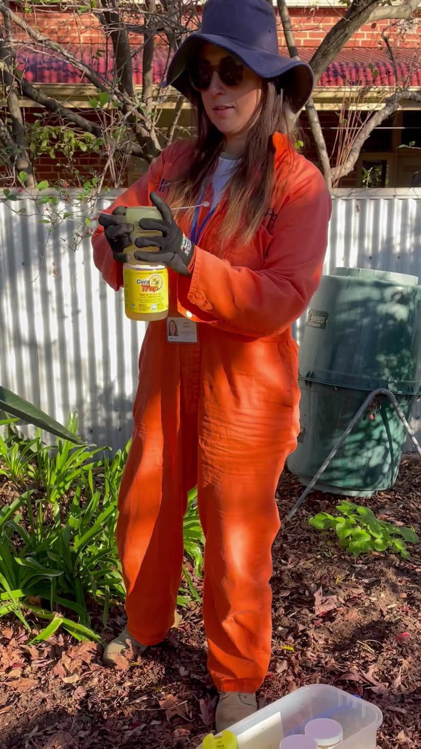 No new fruit fly outbreaks for a fortnight