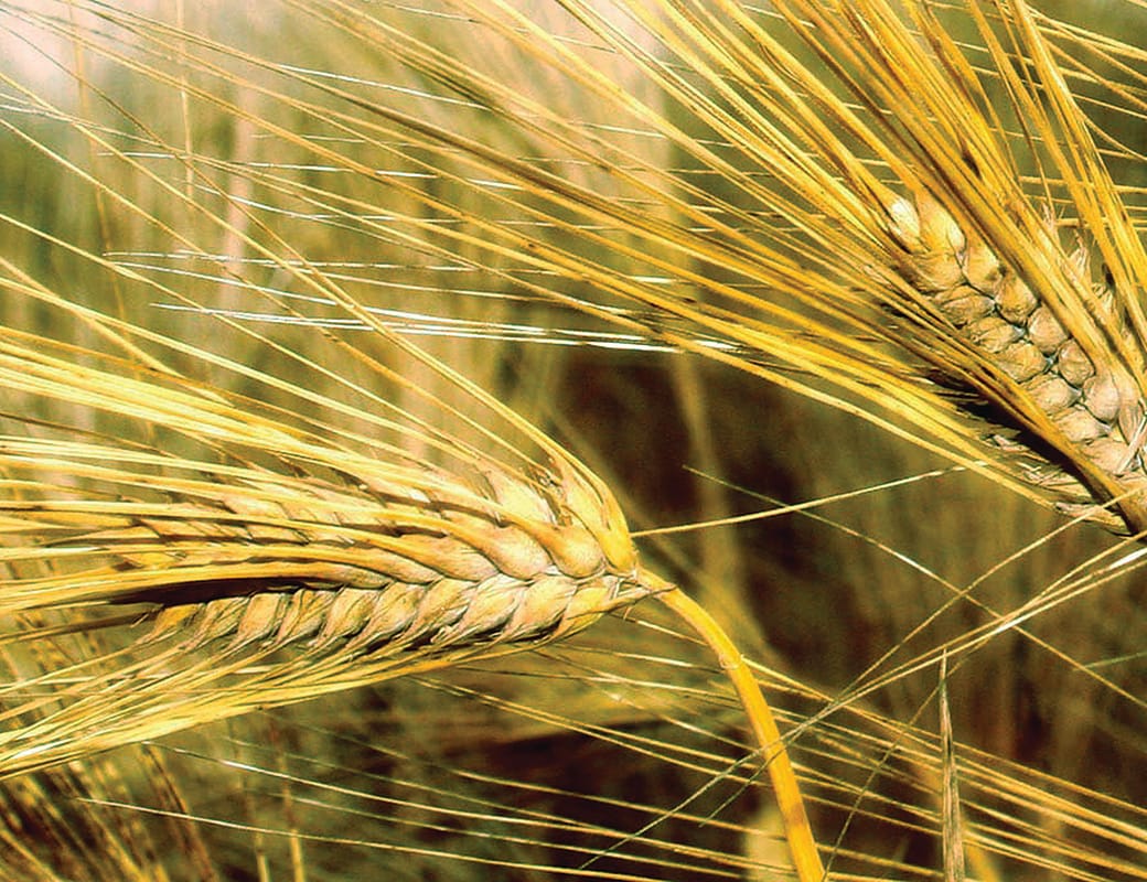 Low rain, export worries hitting farmers