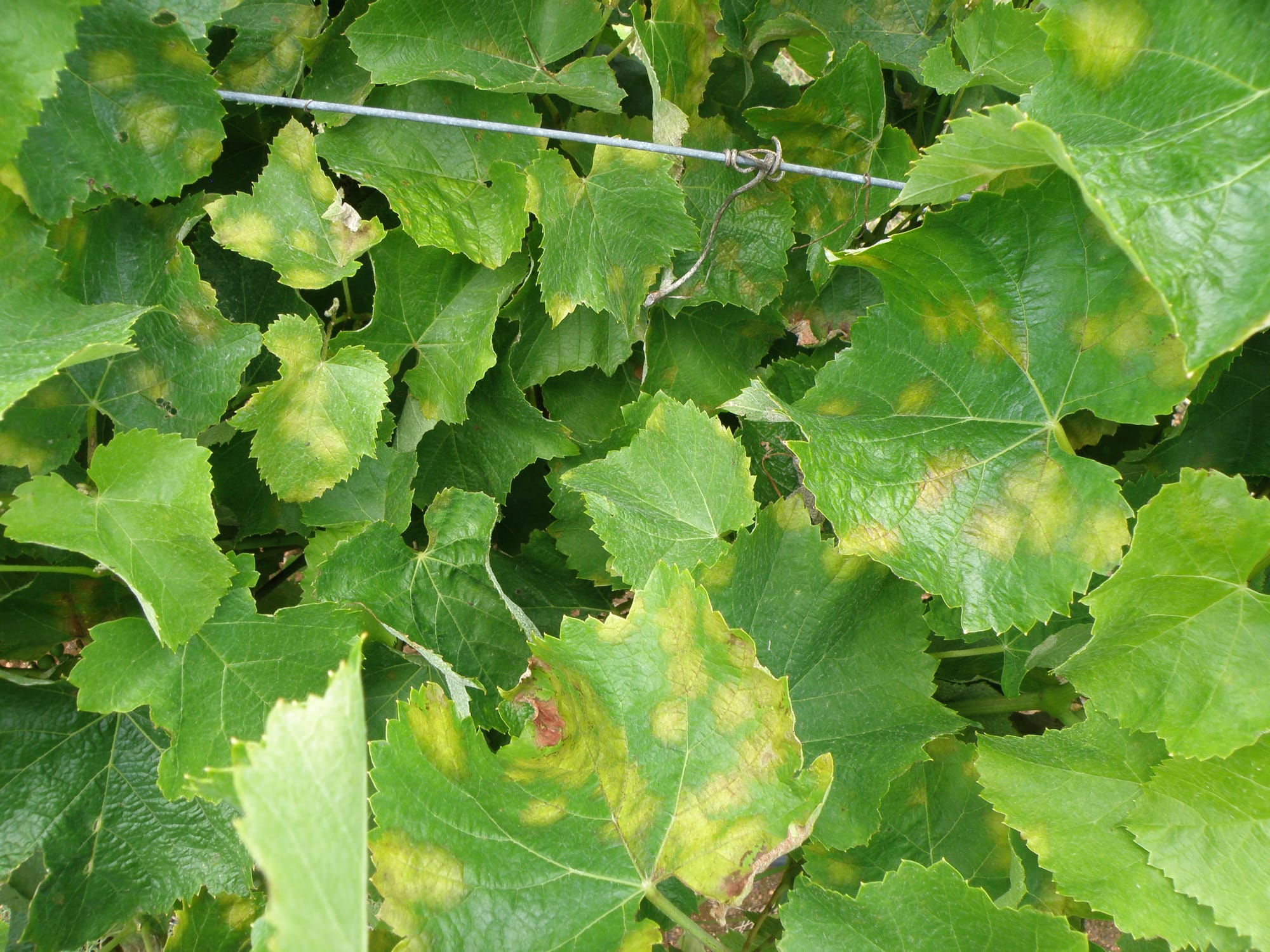 Downy mildew warning follows rain