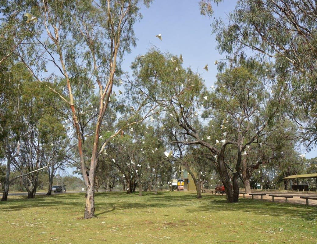 Berri Barmera Council cull to control corellas