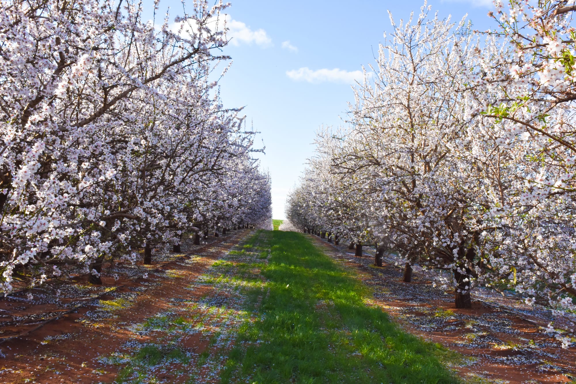 National almond crop expected to more than double for 2024 harvest