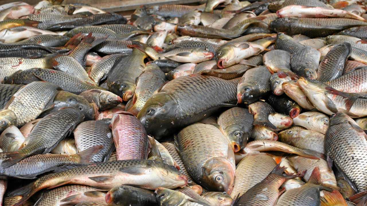 ‘Considerable work’ still required on carp virus