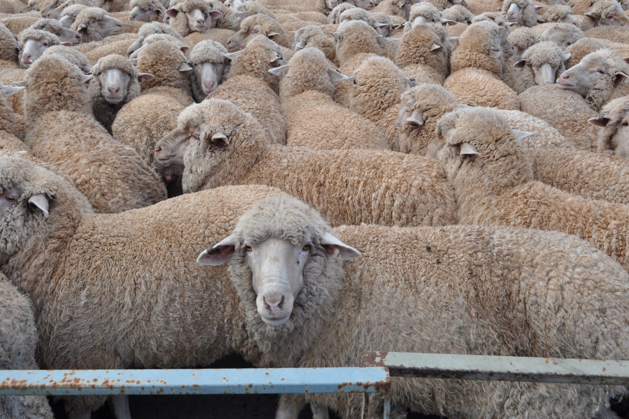 Woolly good turnout in Baa-rmera