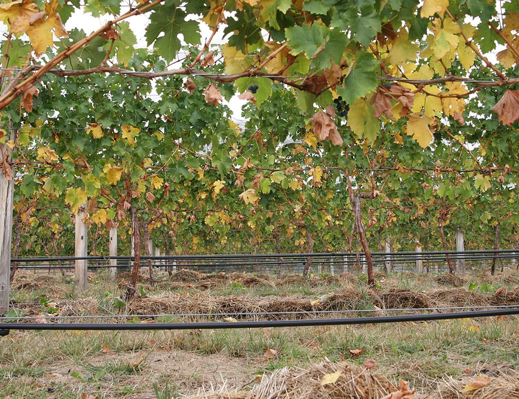 Potential upstream buybacks put pressure on irrigation?