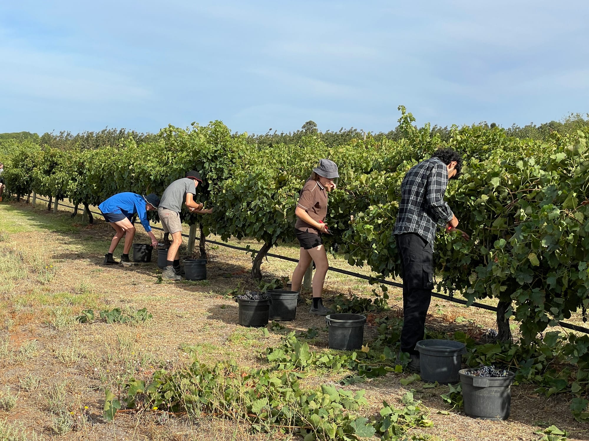 Wine industry catastrophe?