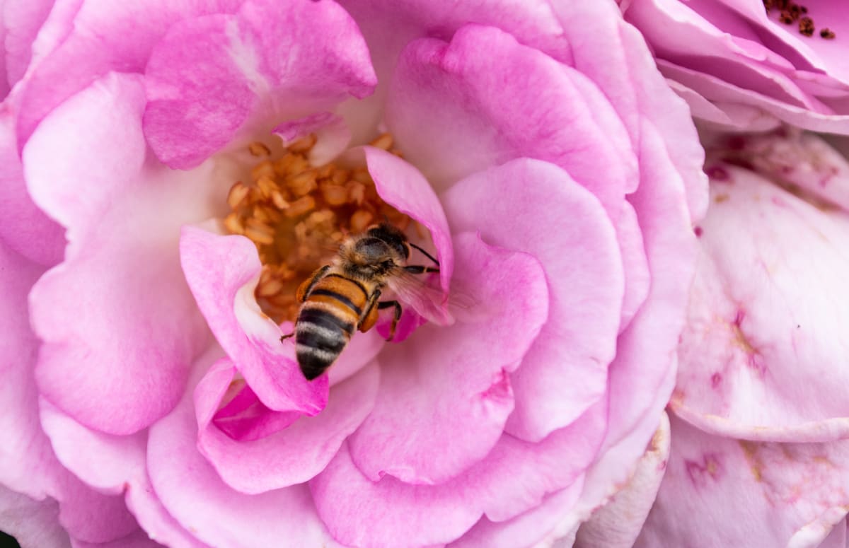 Our blooming good festival set to begin