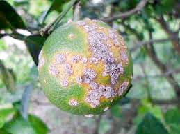 Funds to improve citrus disease detection