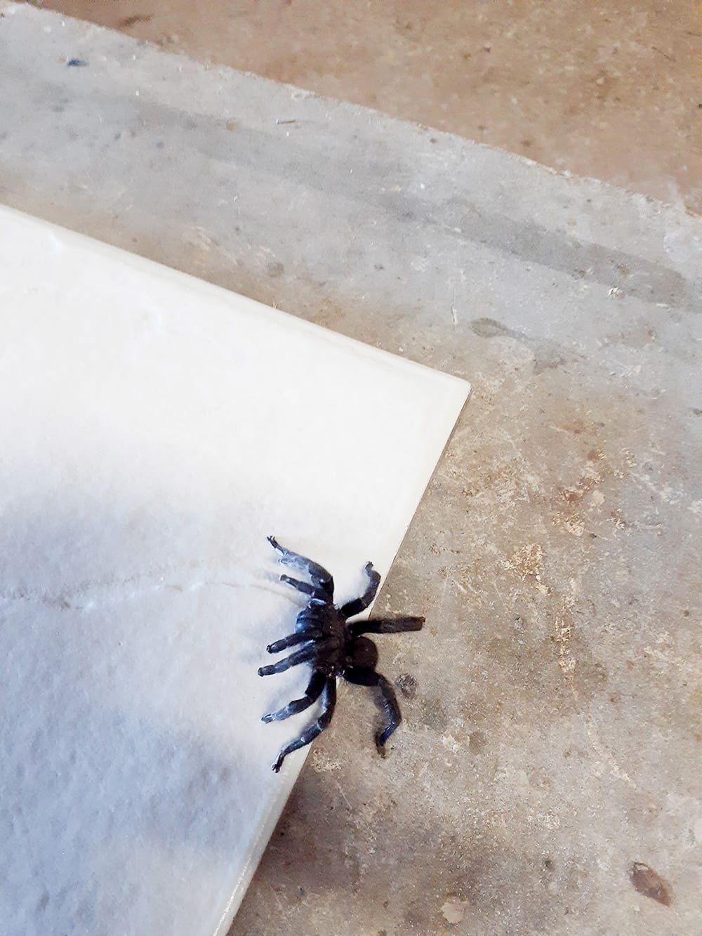 Funnel-web found locally