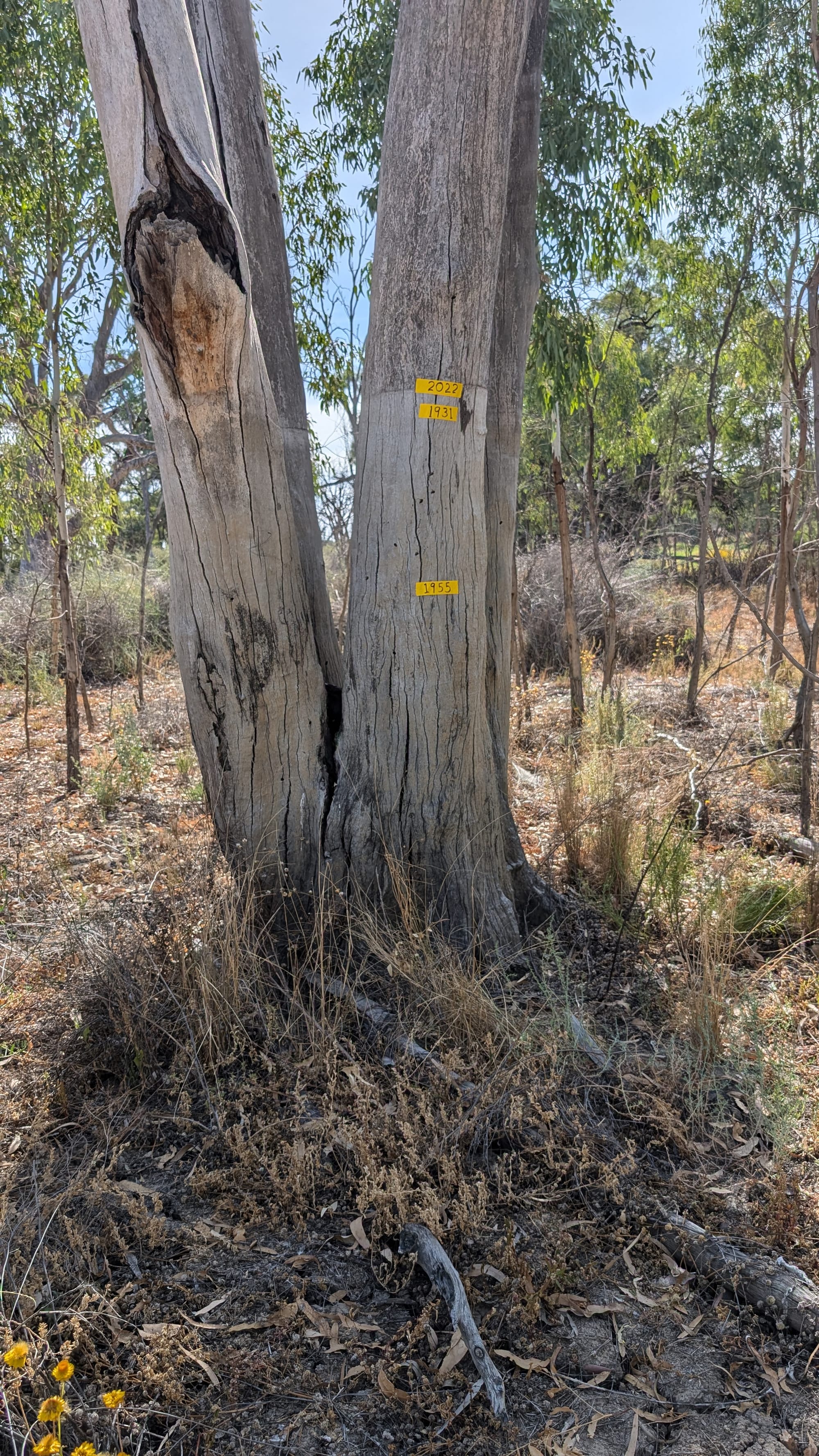 Evidence for Ruby not being born on Goat Island