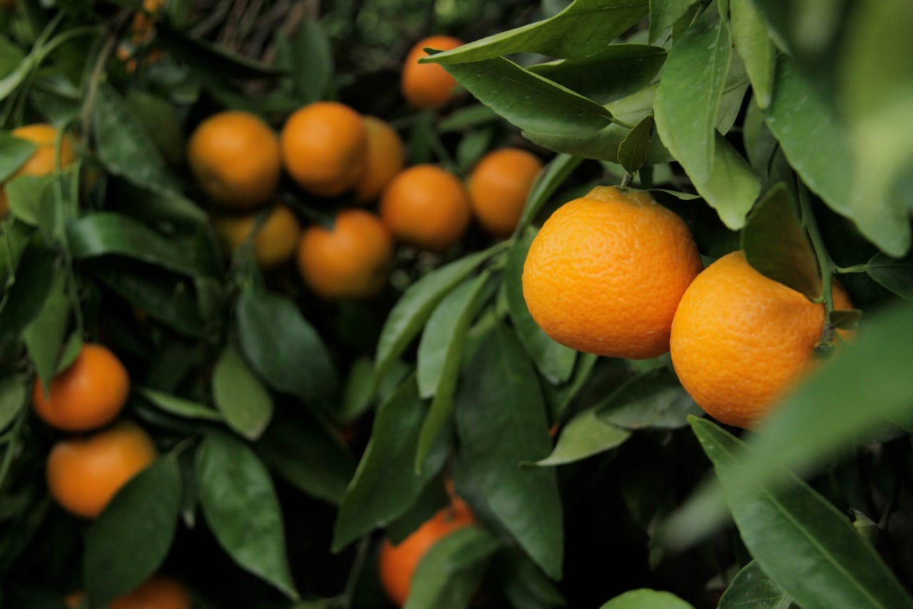 Export market improvements, biosecurity vital to citrus future