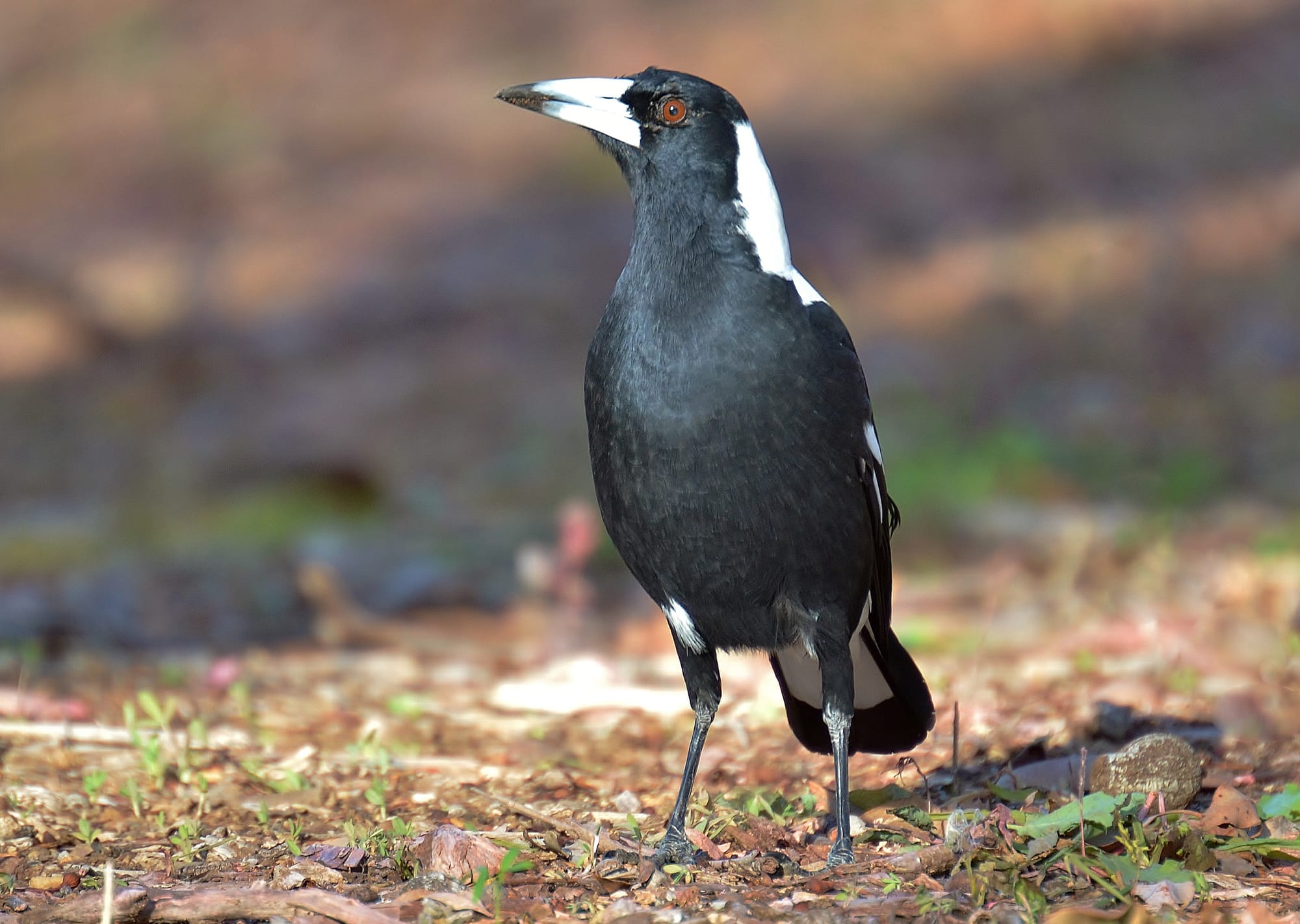 Beware: swooping season has arrived