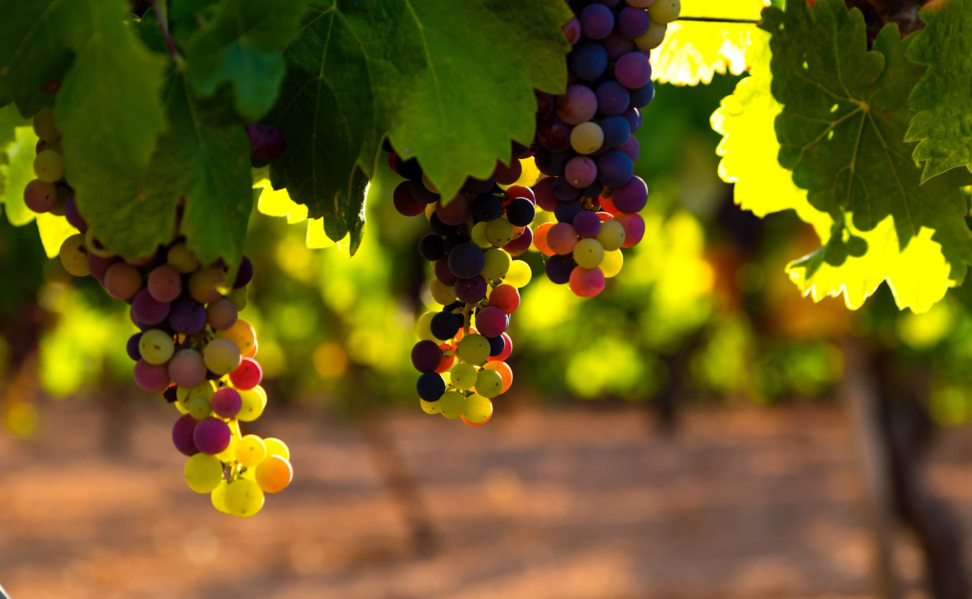 Important questions raised for all growers