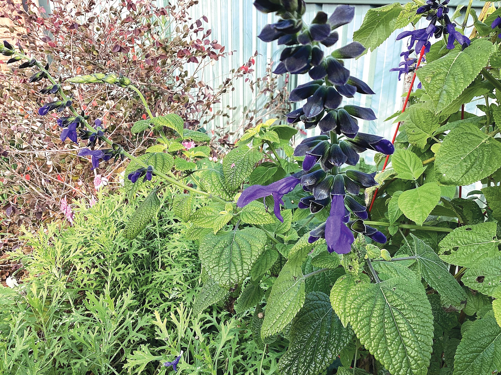 The Fair-Weather Gardener