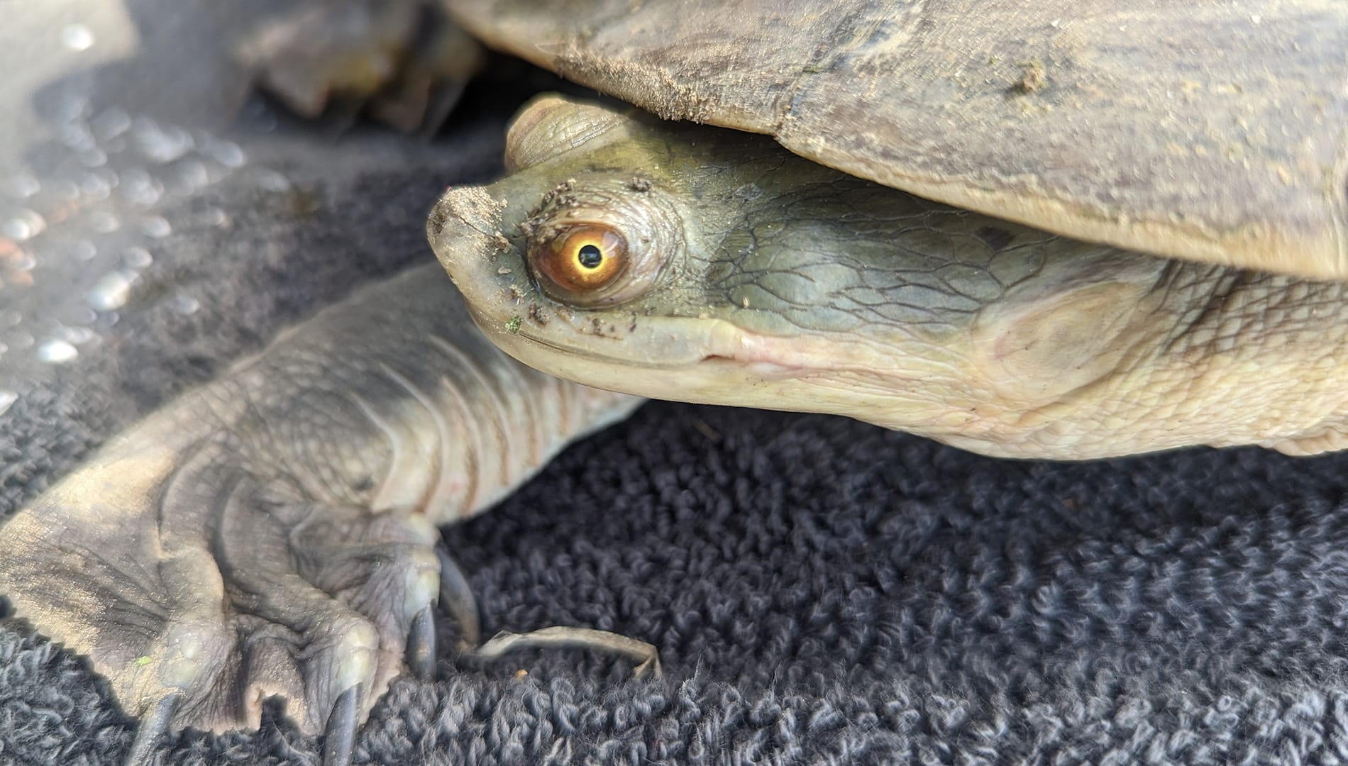 Work, advice…and turtles at the Field Days
